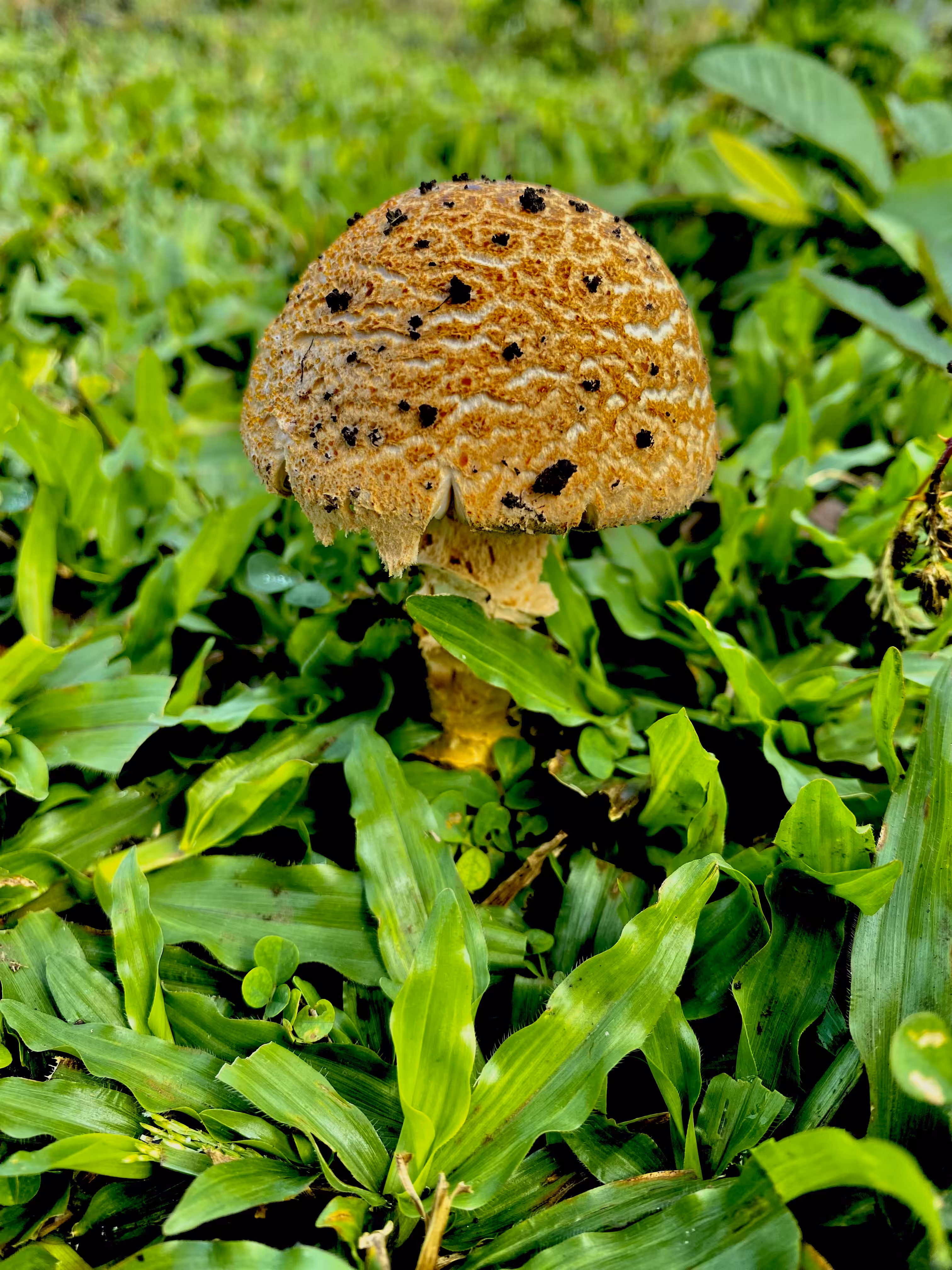 Mushroom in the Ranch