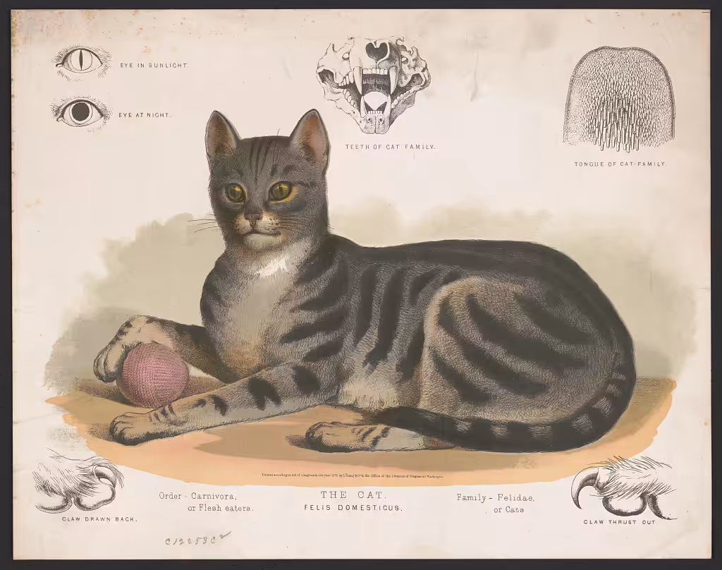 The cat - Felis domesticus