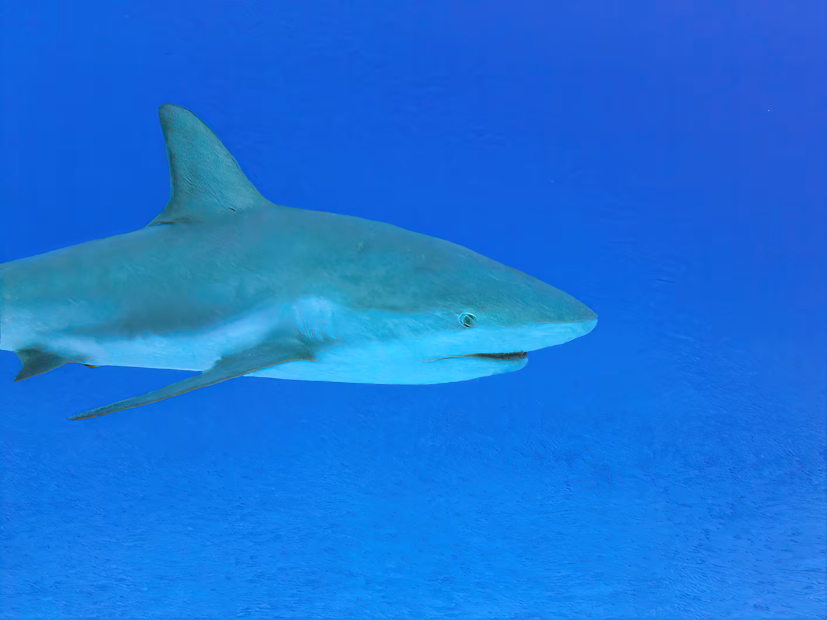 Lone Shark