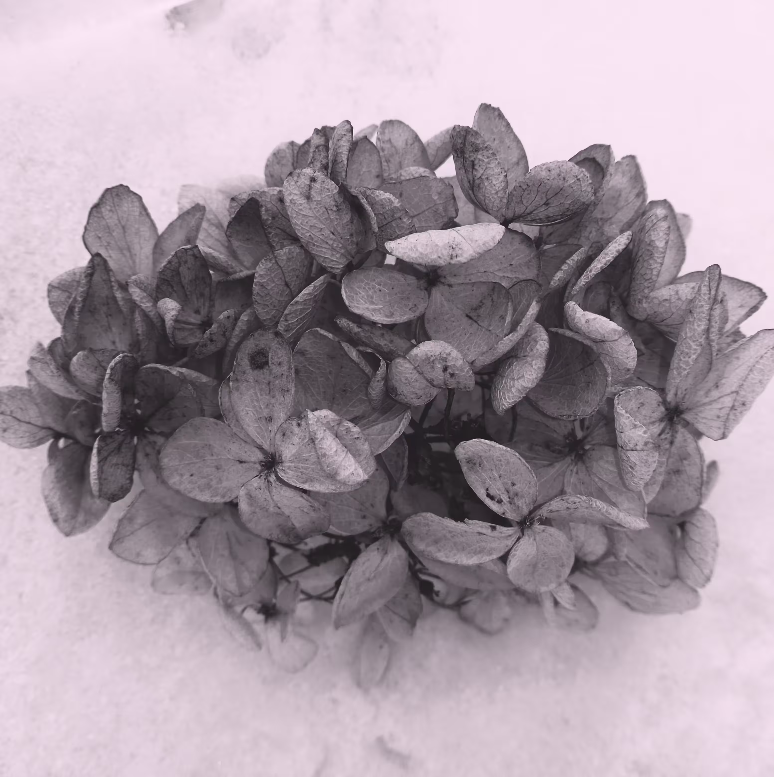 Flowers on snow