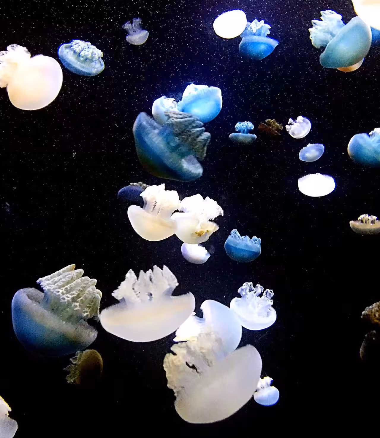 Little Princess Jelly Fish
