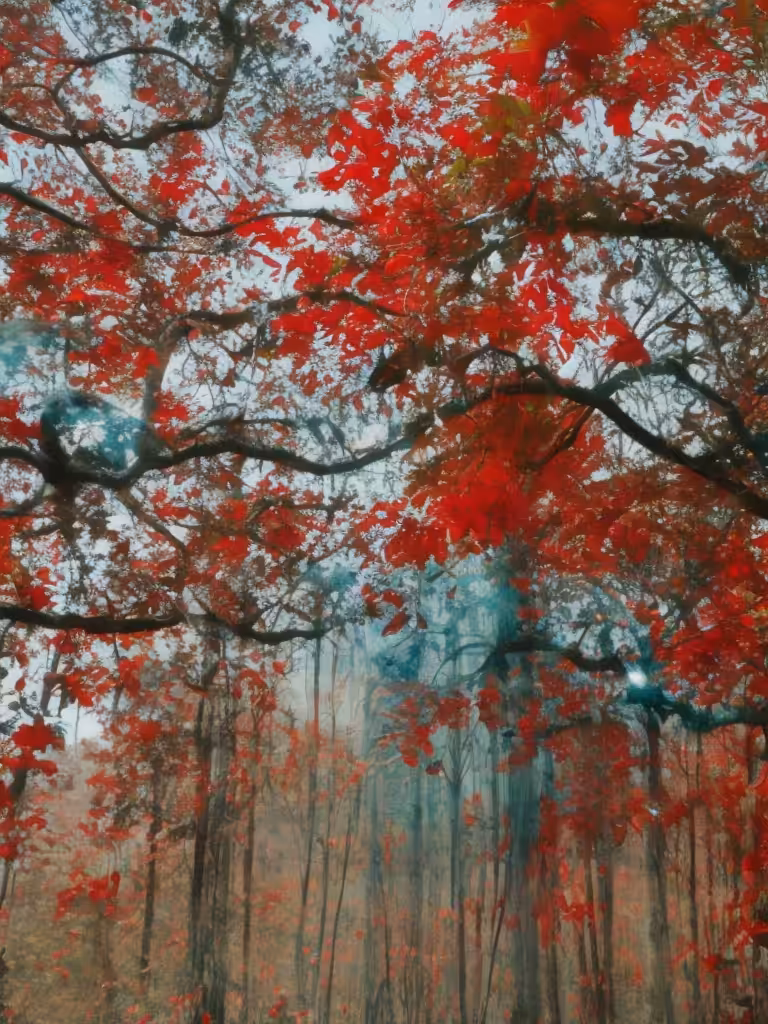 Forest’s Dream
