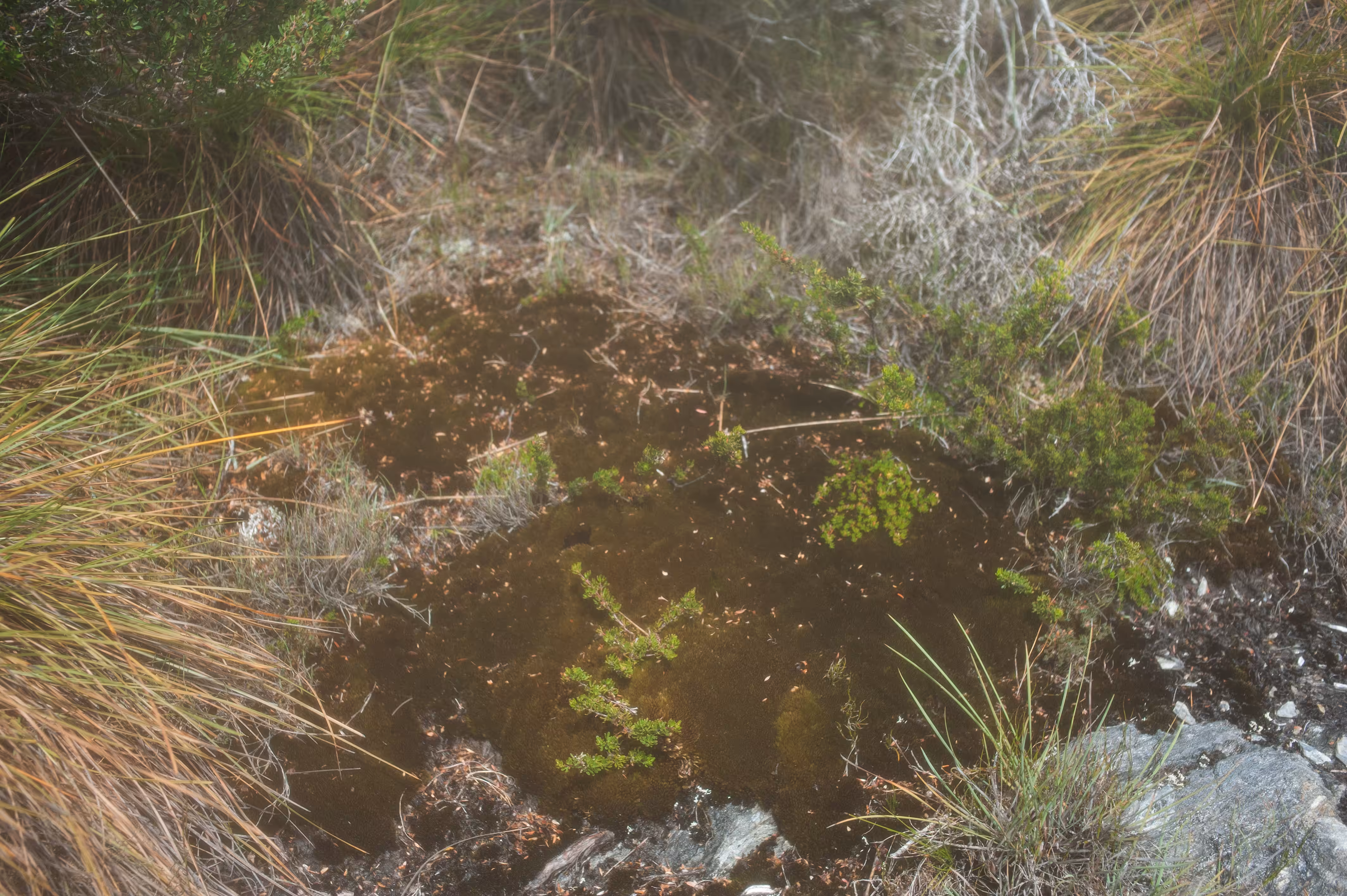 Day70- moss and friends