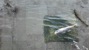 Fish's Echo