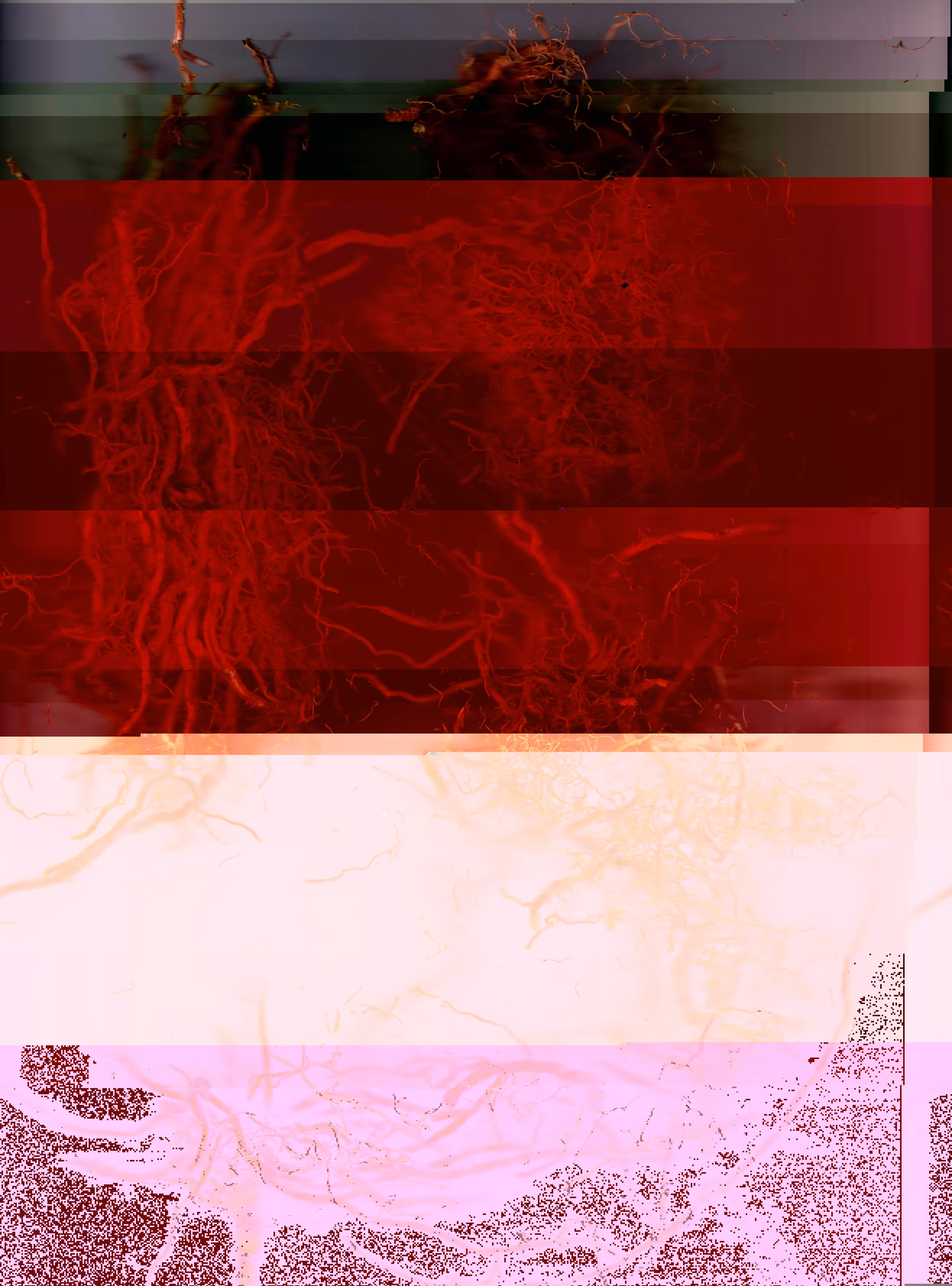 Blorgg Honklorph Malfonxia b[4]