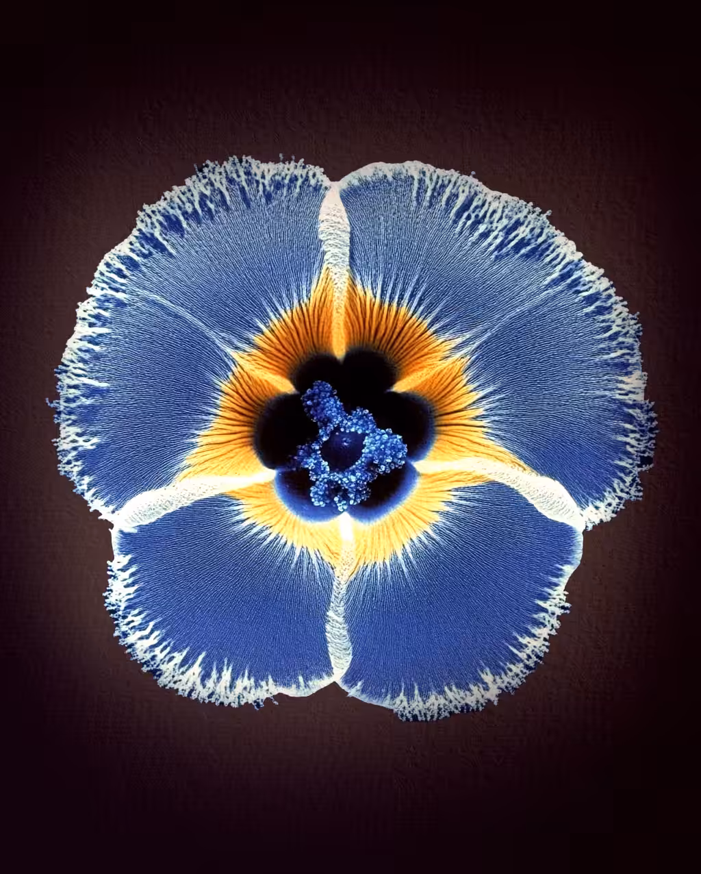 Pansy #01