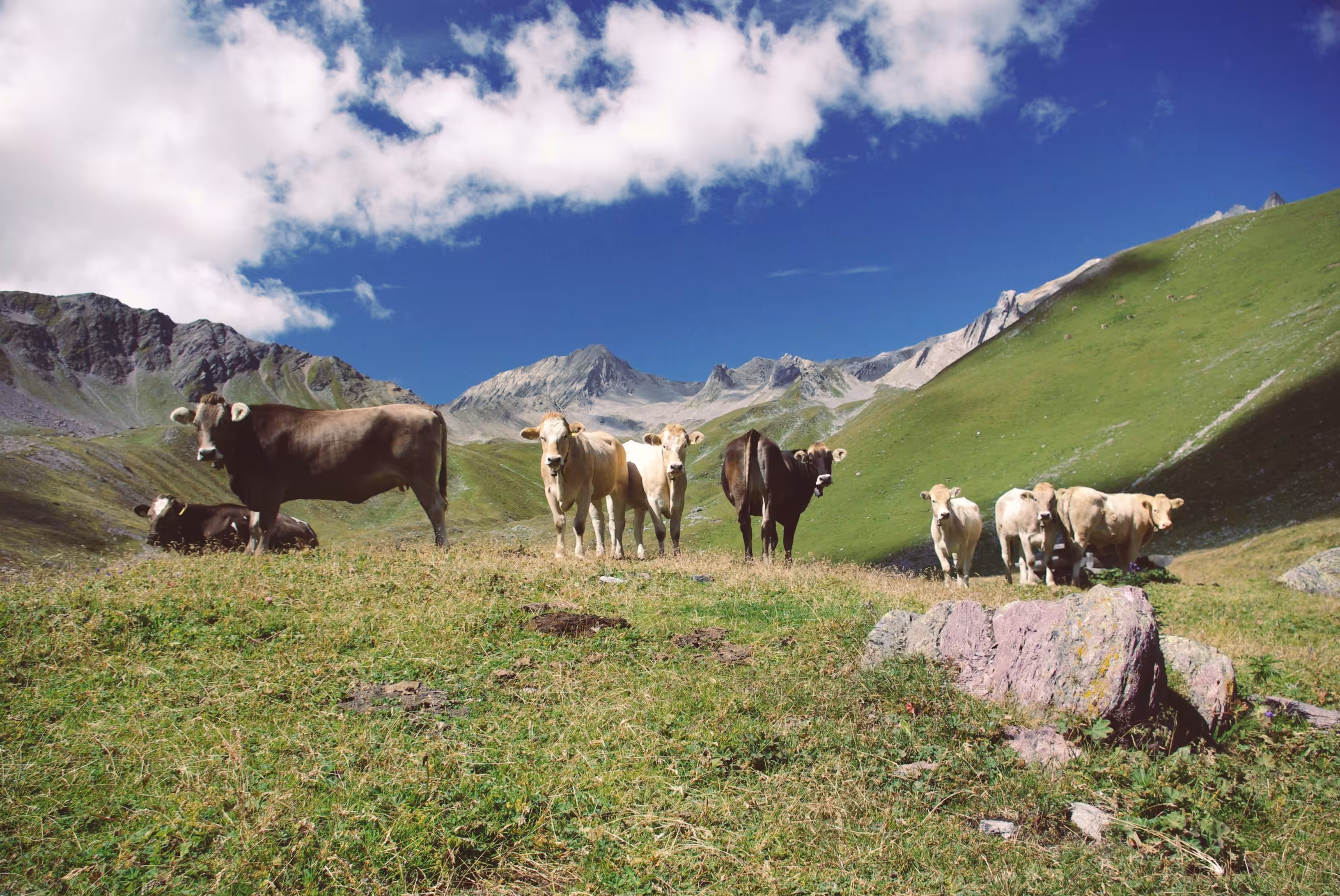 Thanks for your Cowoperation
