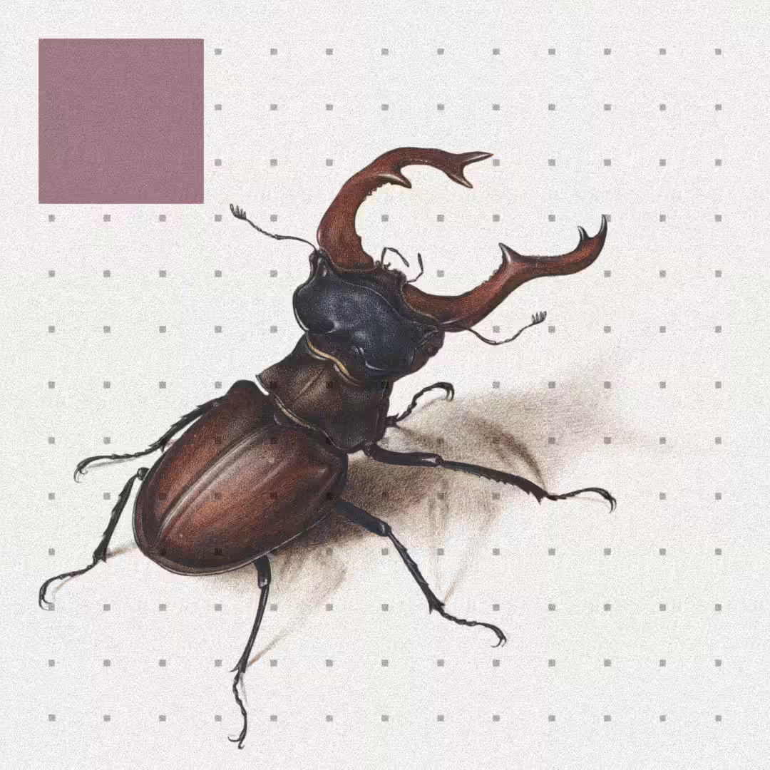 Beetle #12