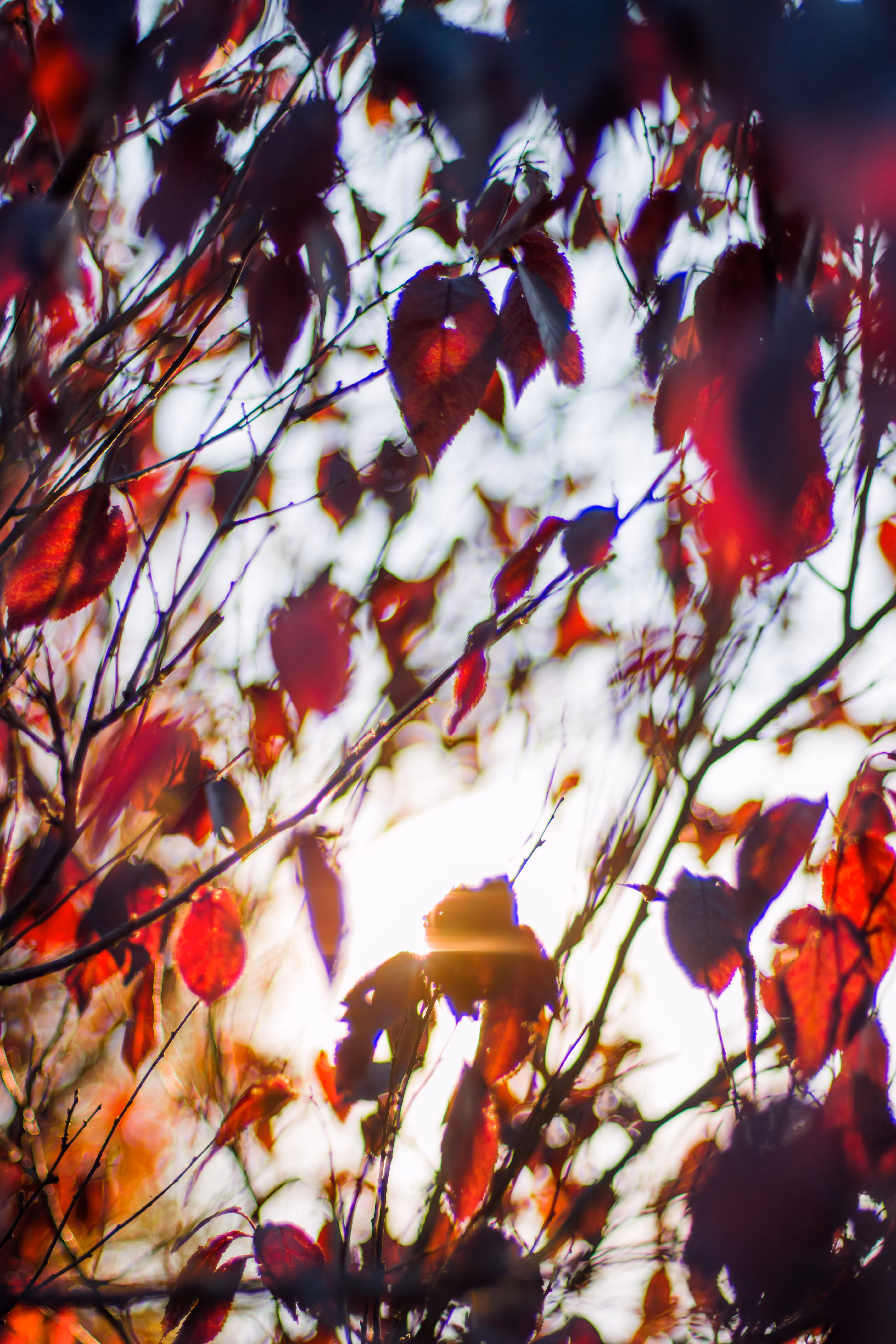 Abstract autumn