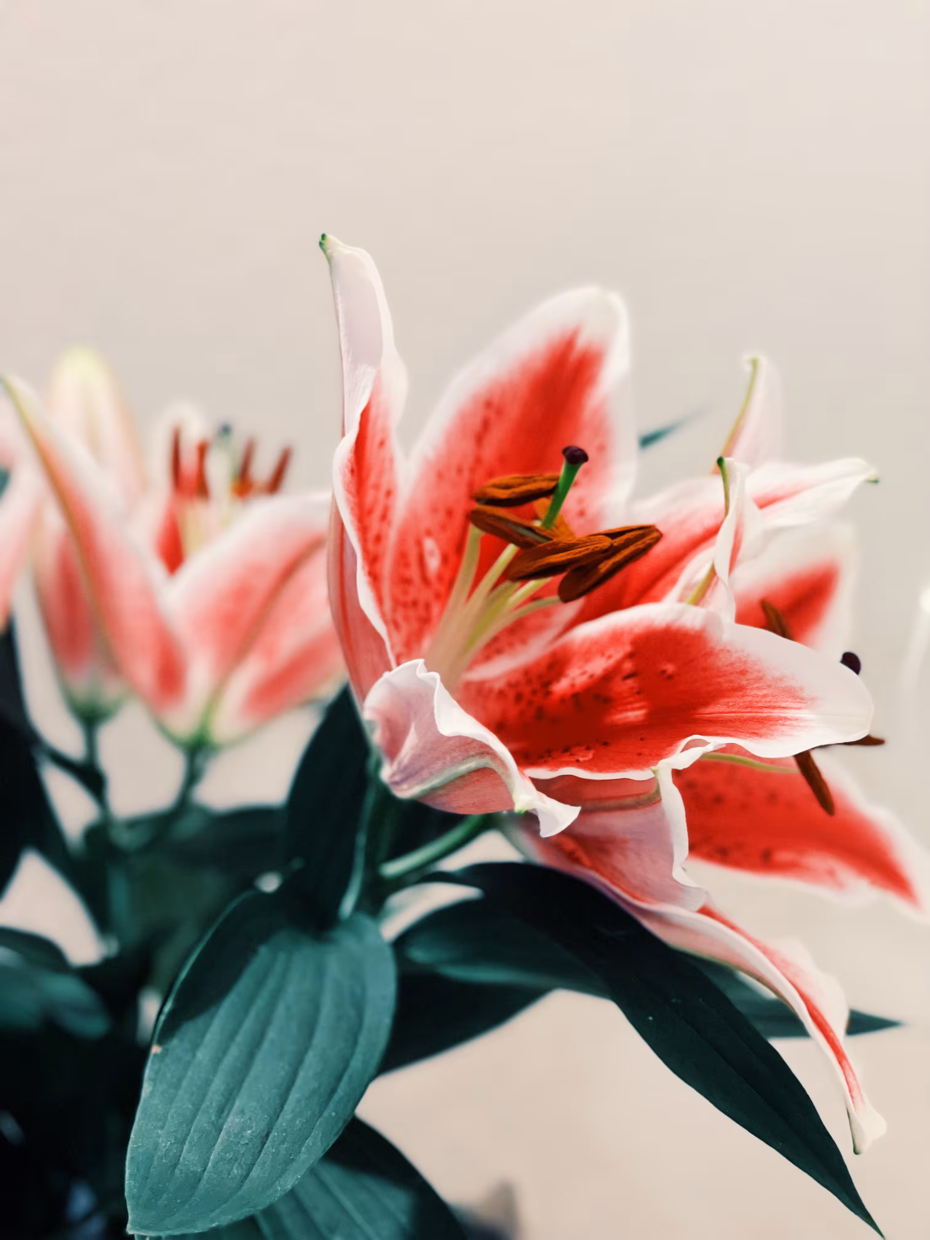 Blush