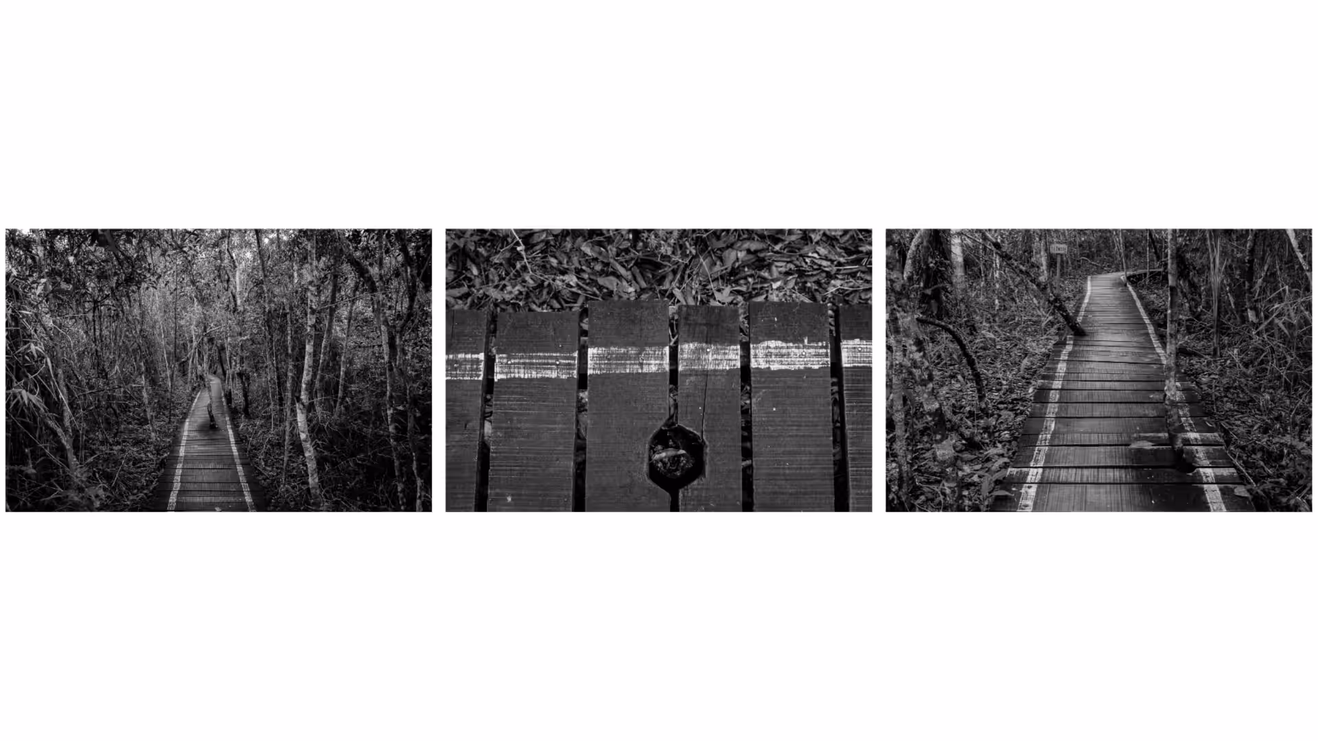 Paths of Silence