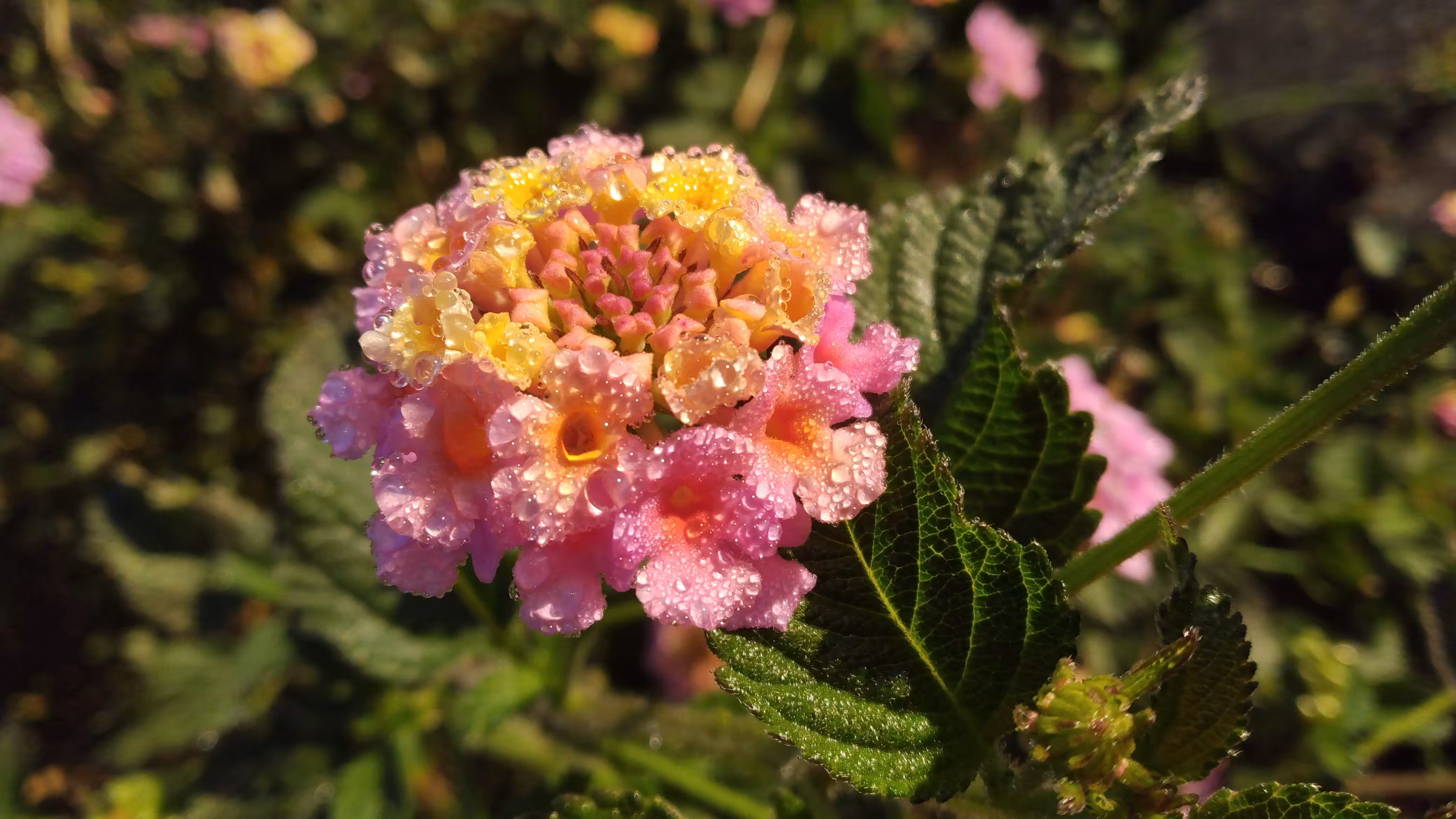 Lantana blossom
