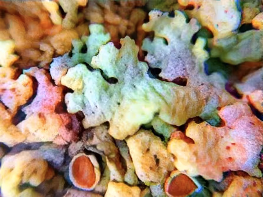 lichen it (loops)