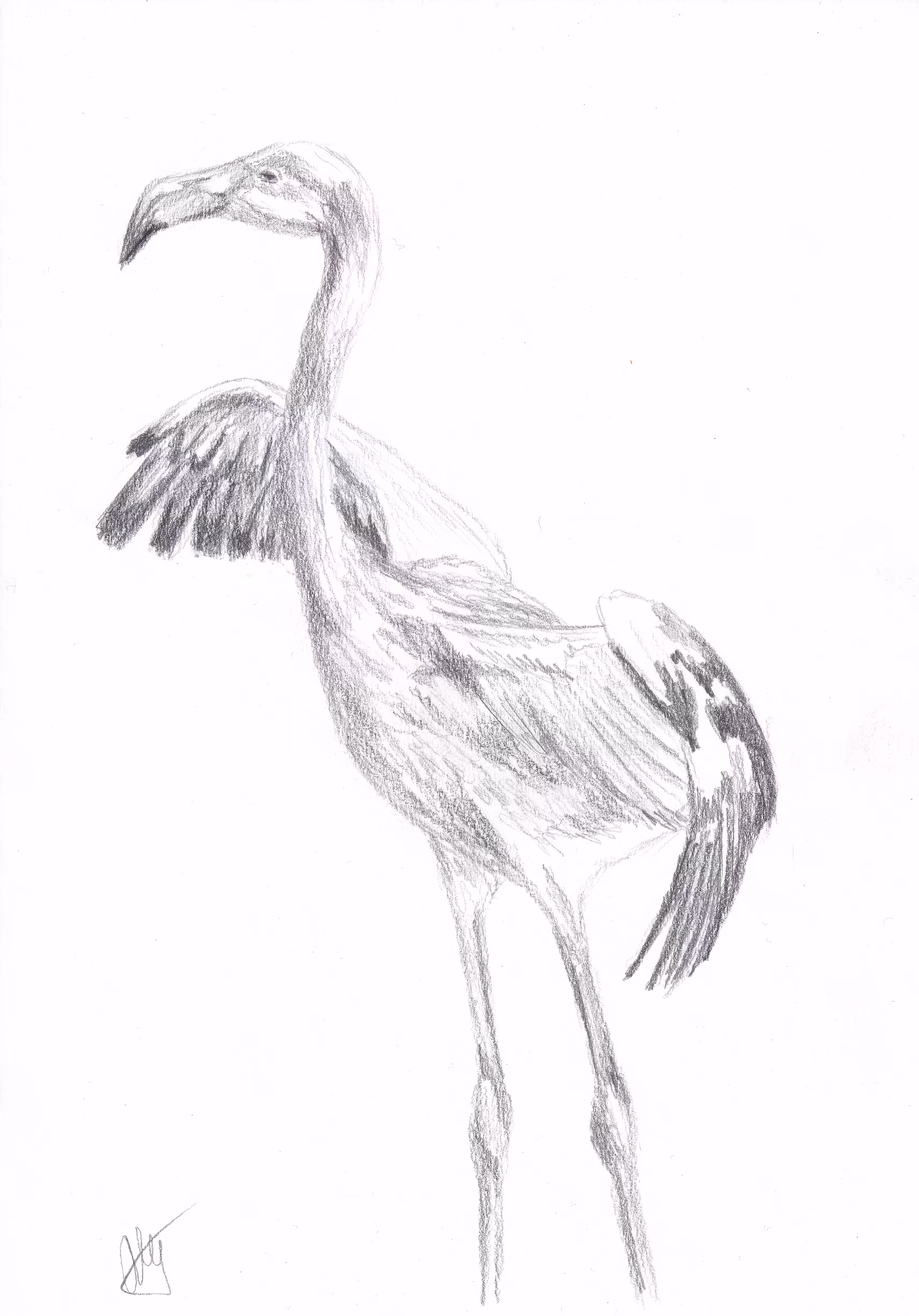 Flamingo