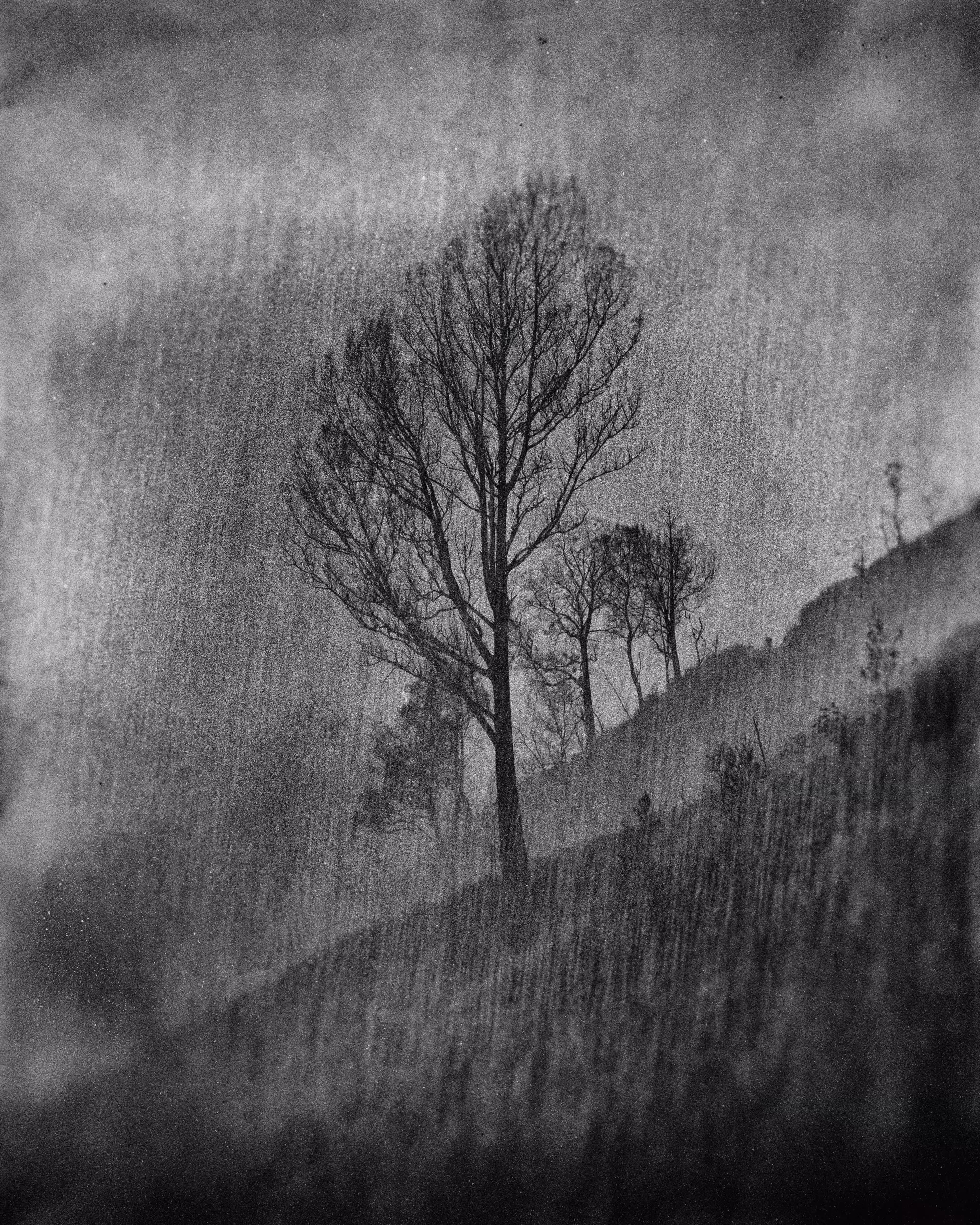 Wisdom of The Tree