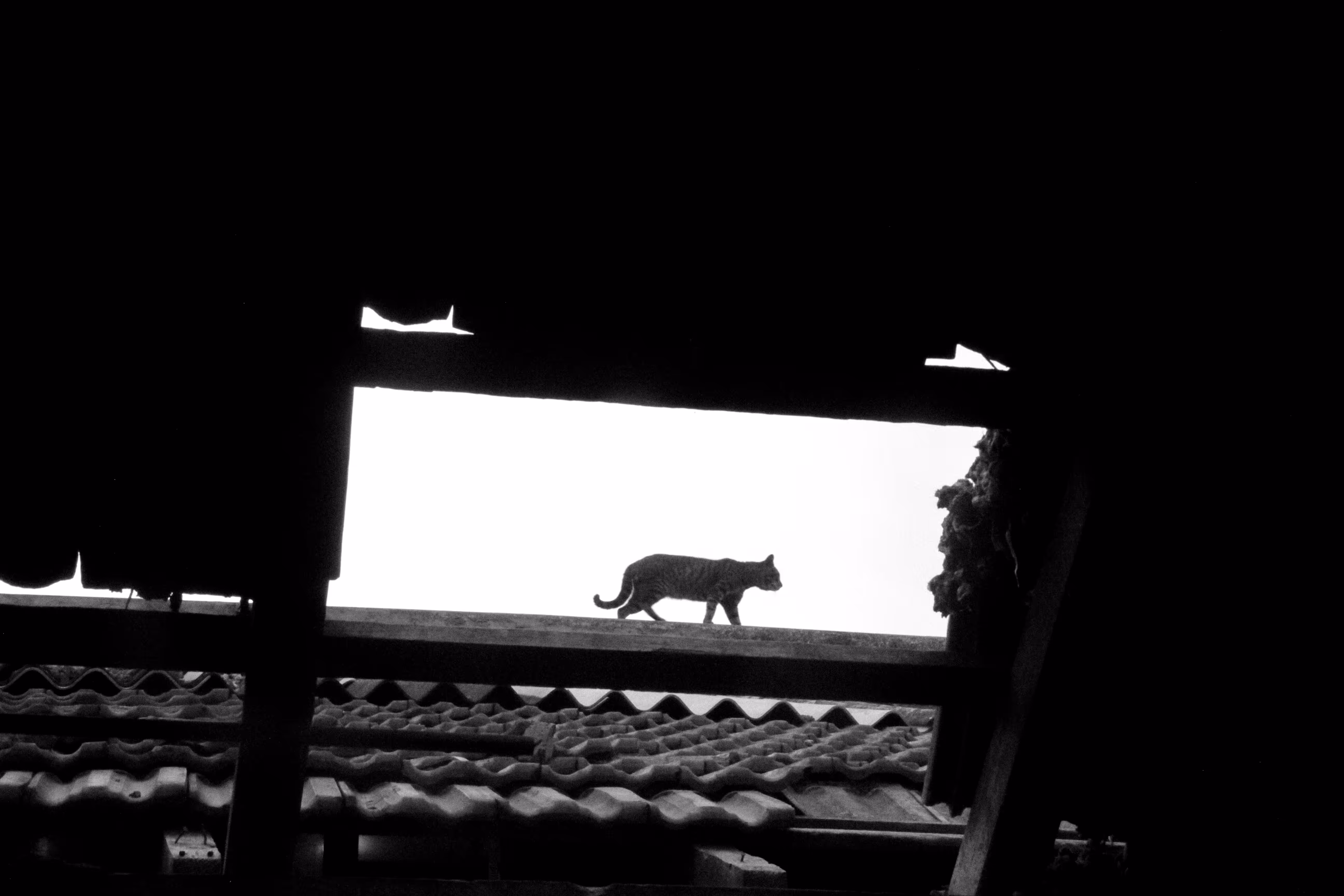 Cats Of Shivaji Nagar
