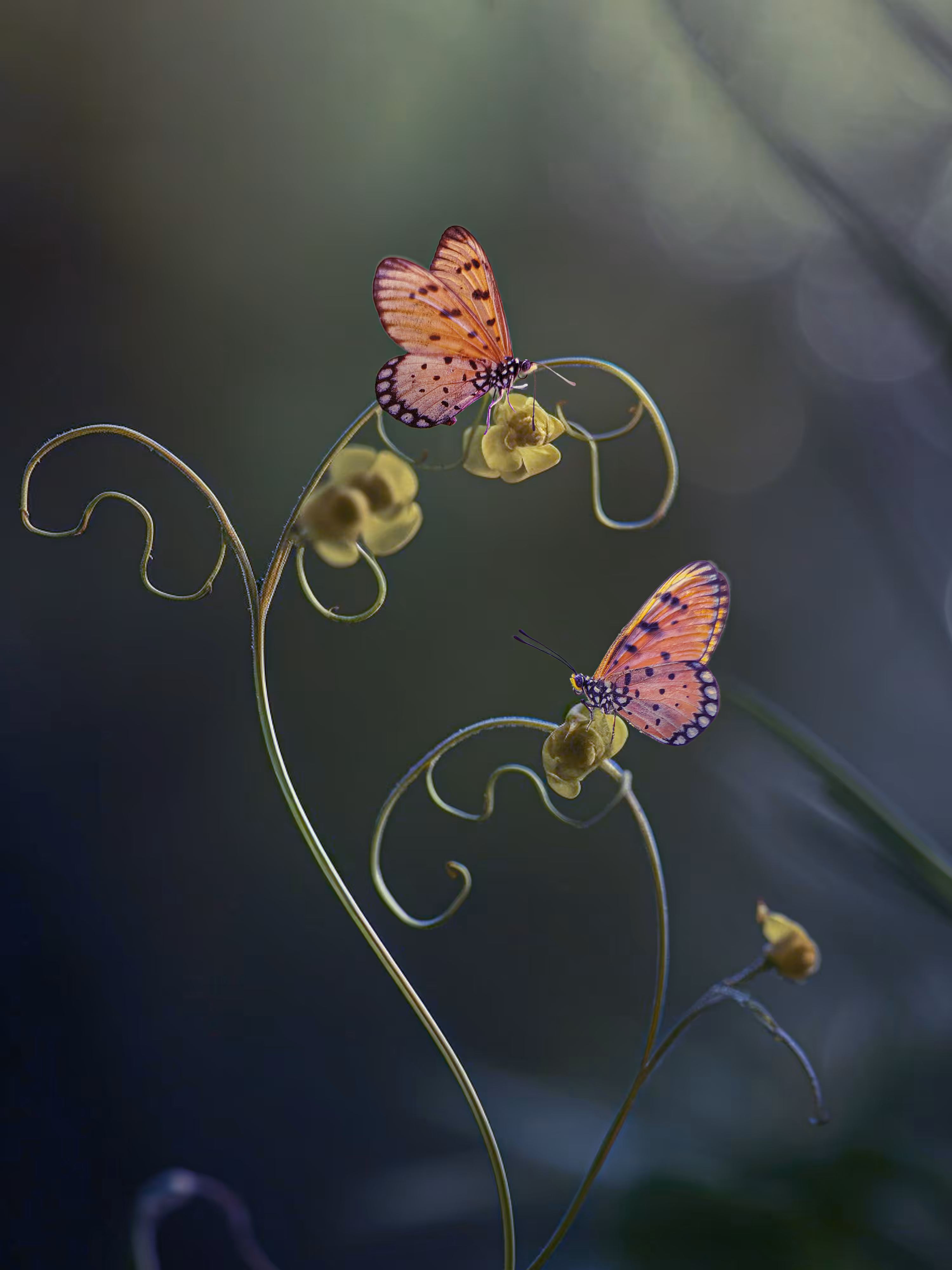 butterfly on the leave