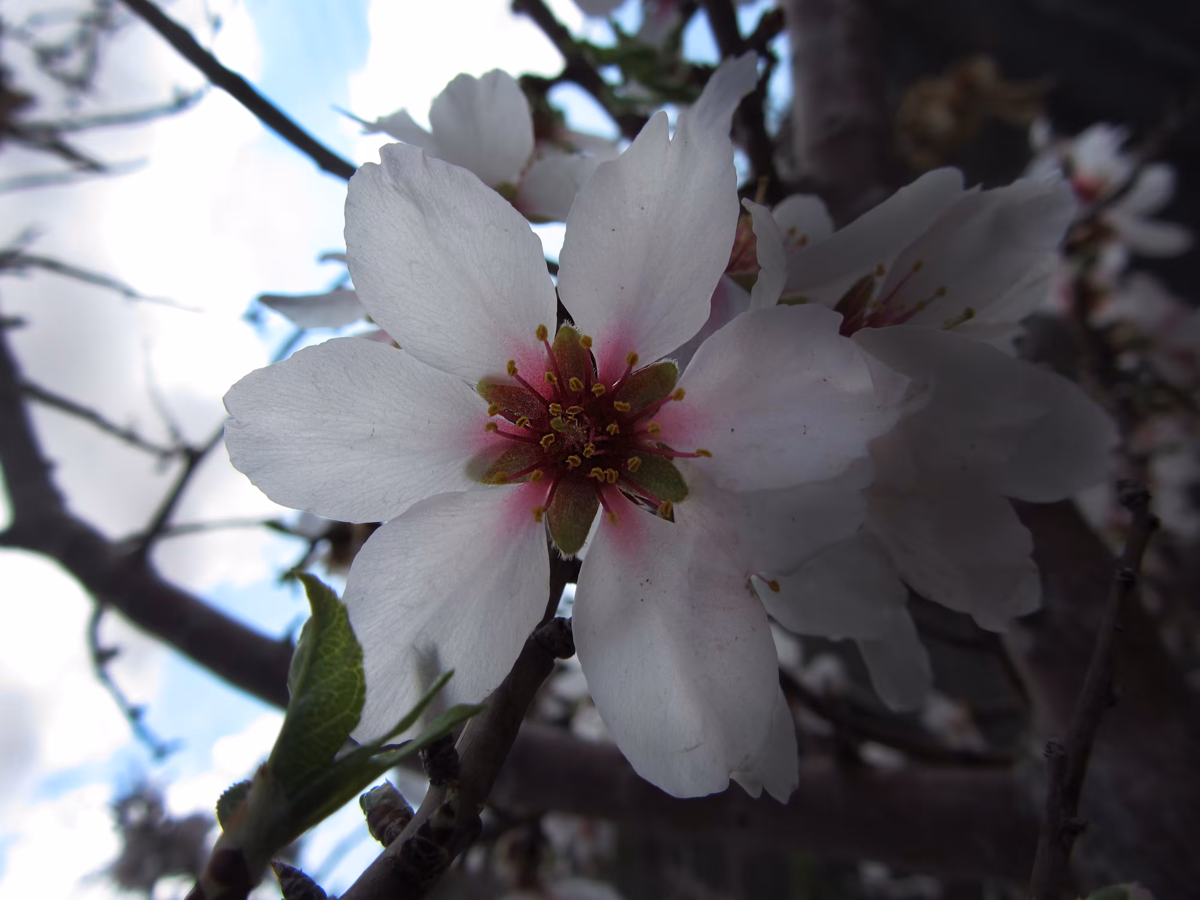 Heart of Spring