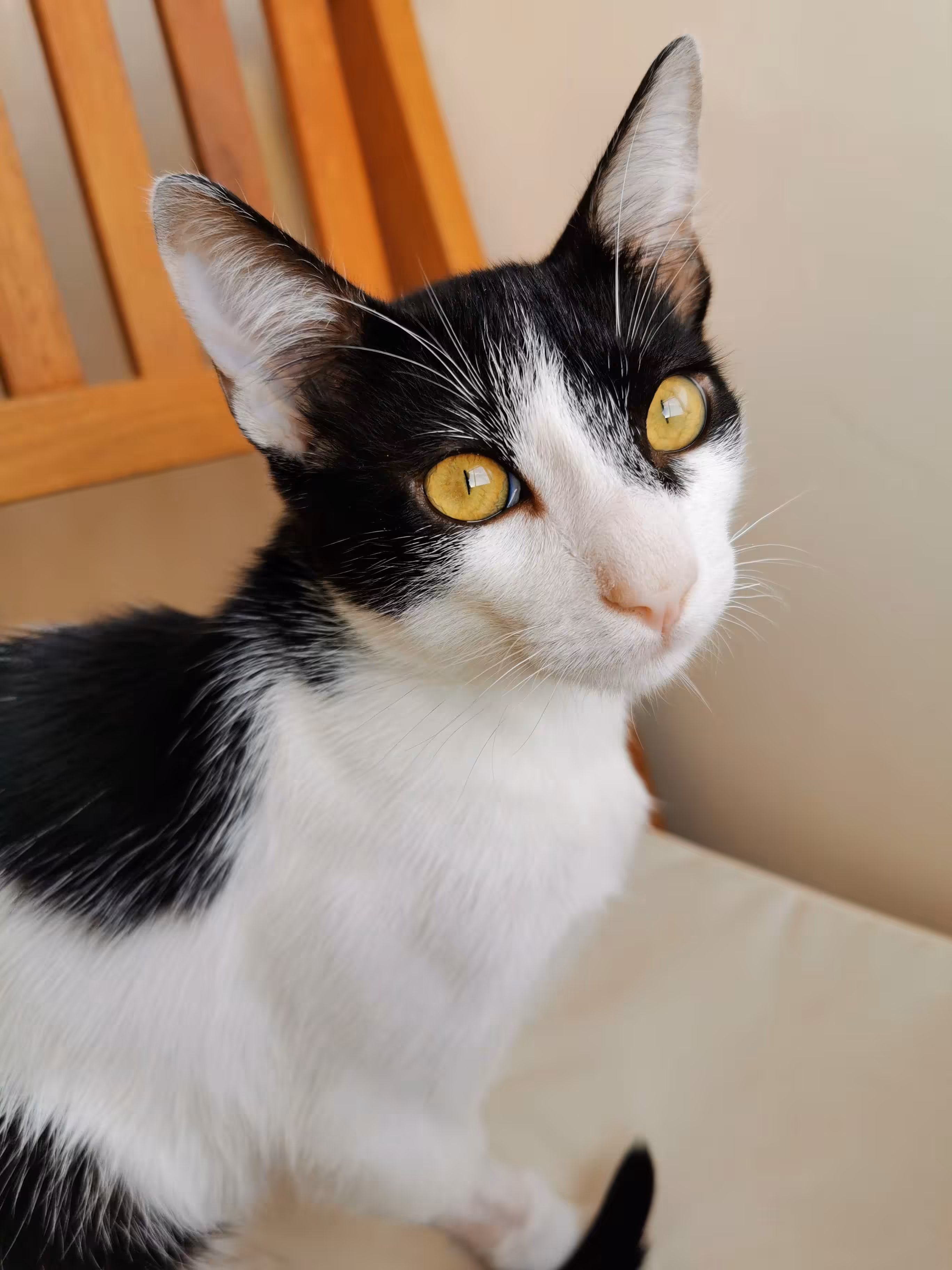 Boris the cat #03