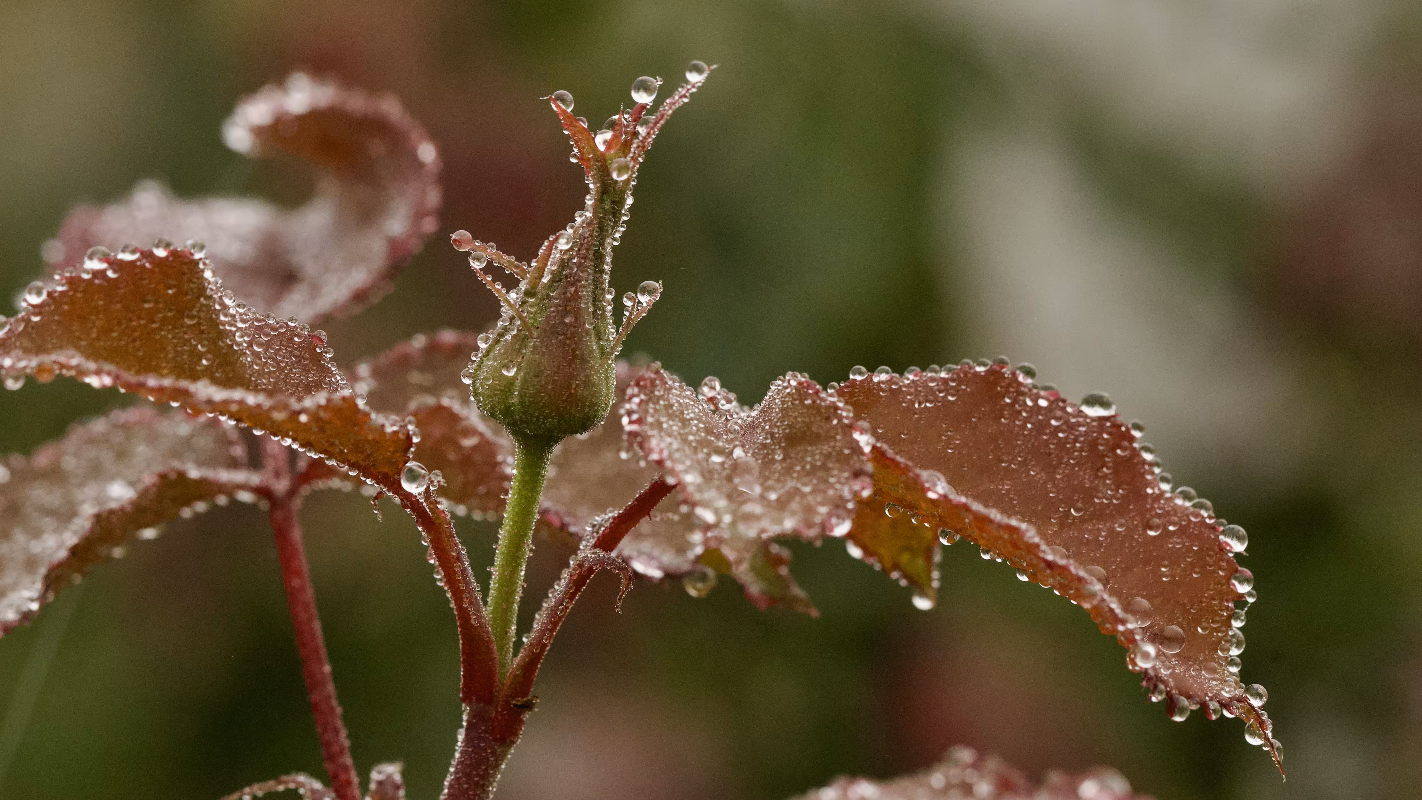 Budding Dew