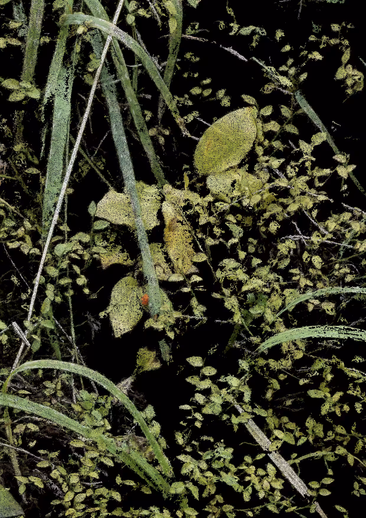 Overgrowth 0167