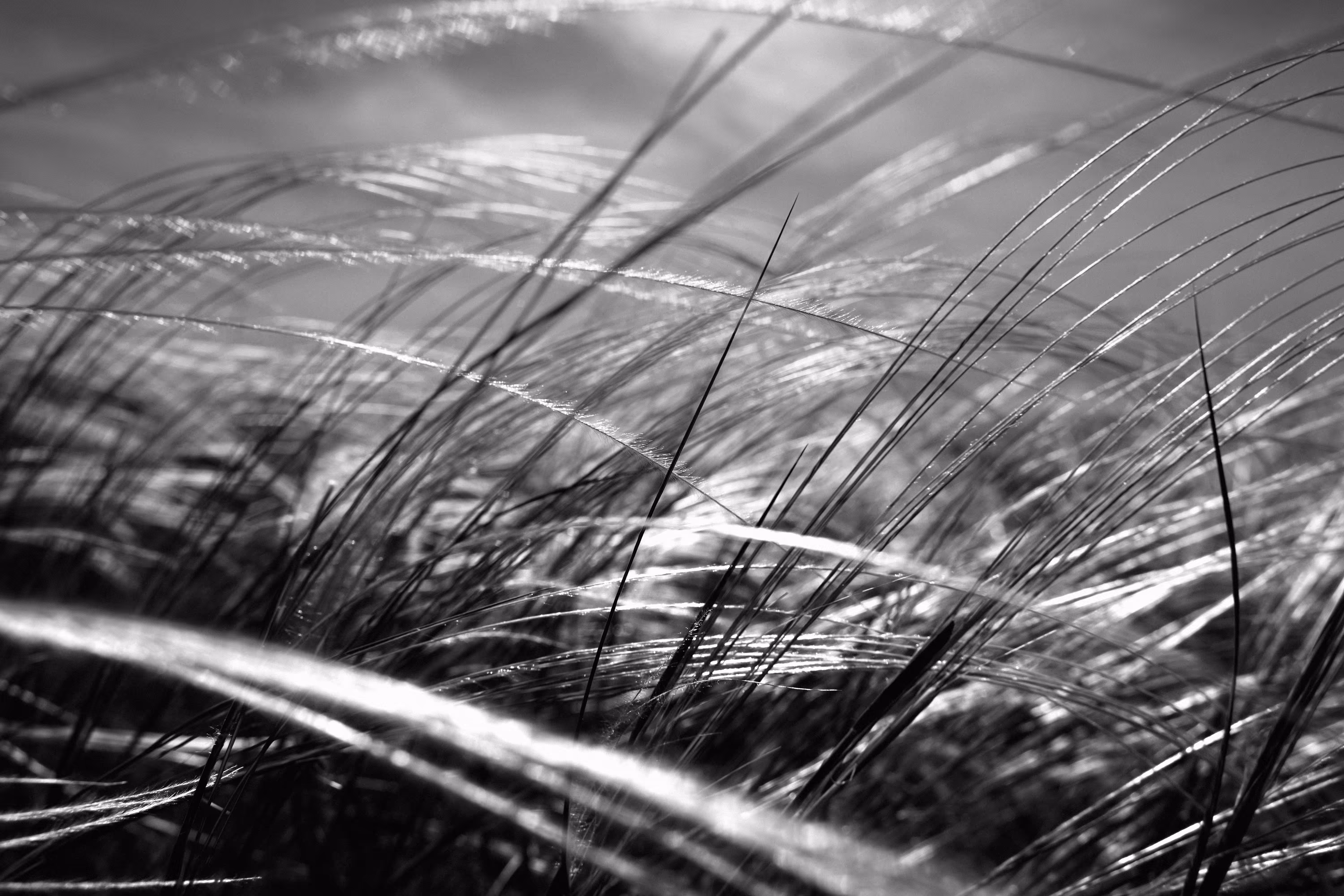 Along the fluffy waves