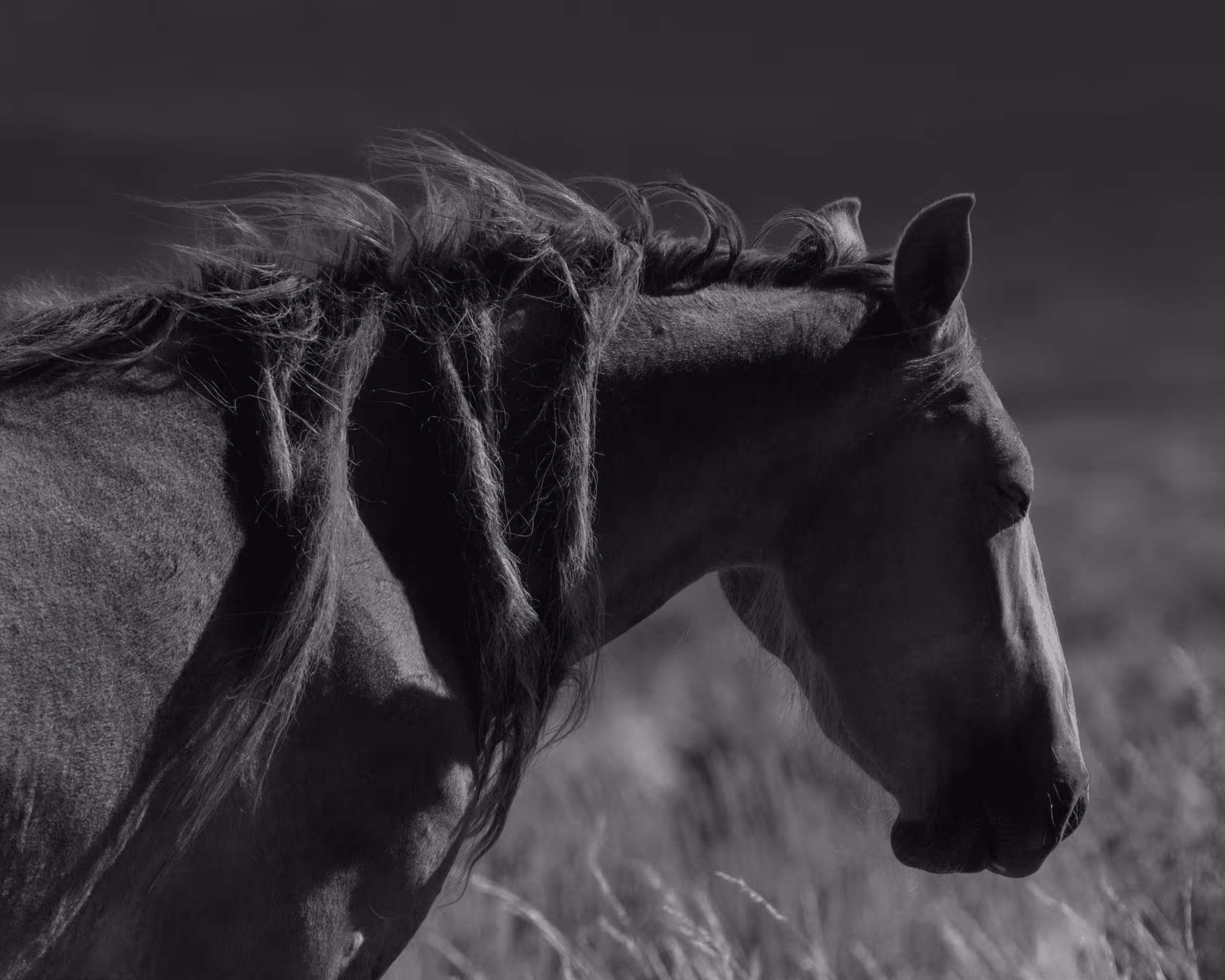 Wild Mustangs: Morning Sun