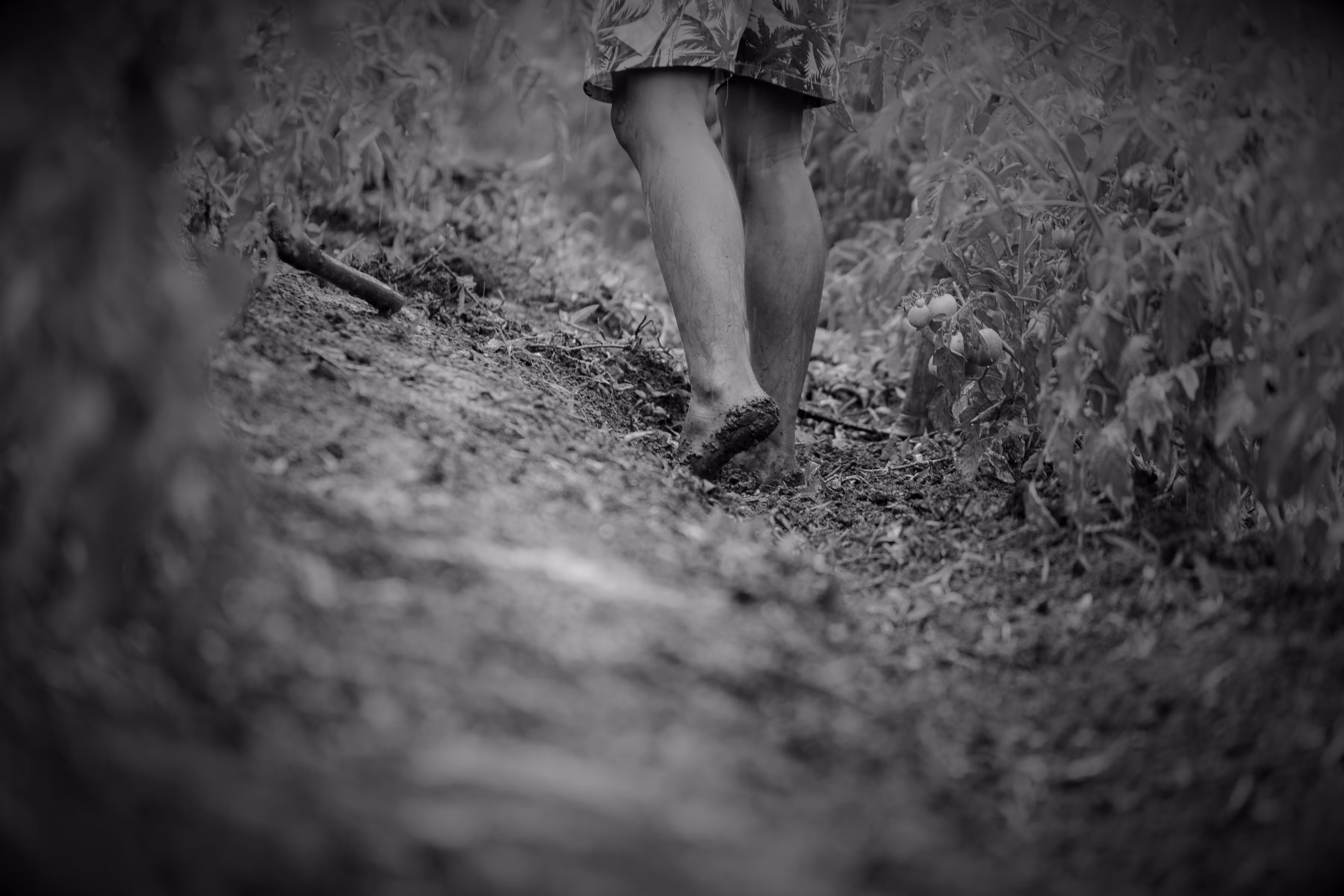"The Fields of Grey Visual 3" The Way Up"