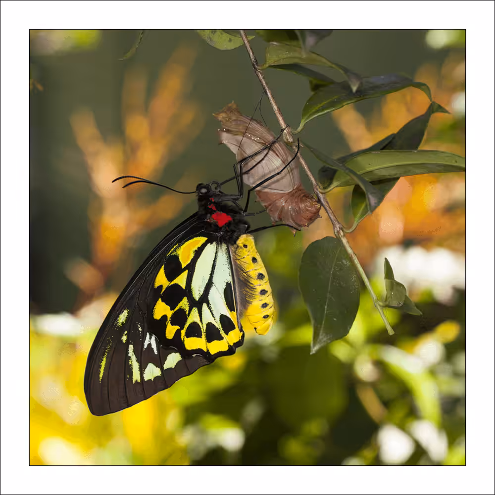 #5 Butterfly Zone - Birdwing Emerging