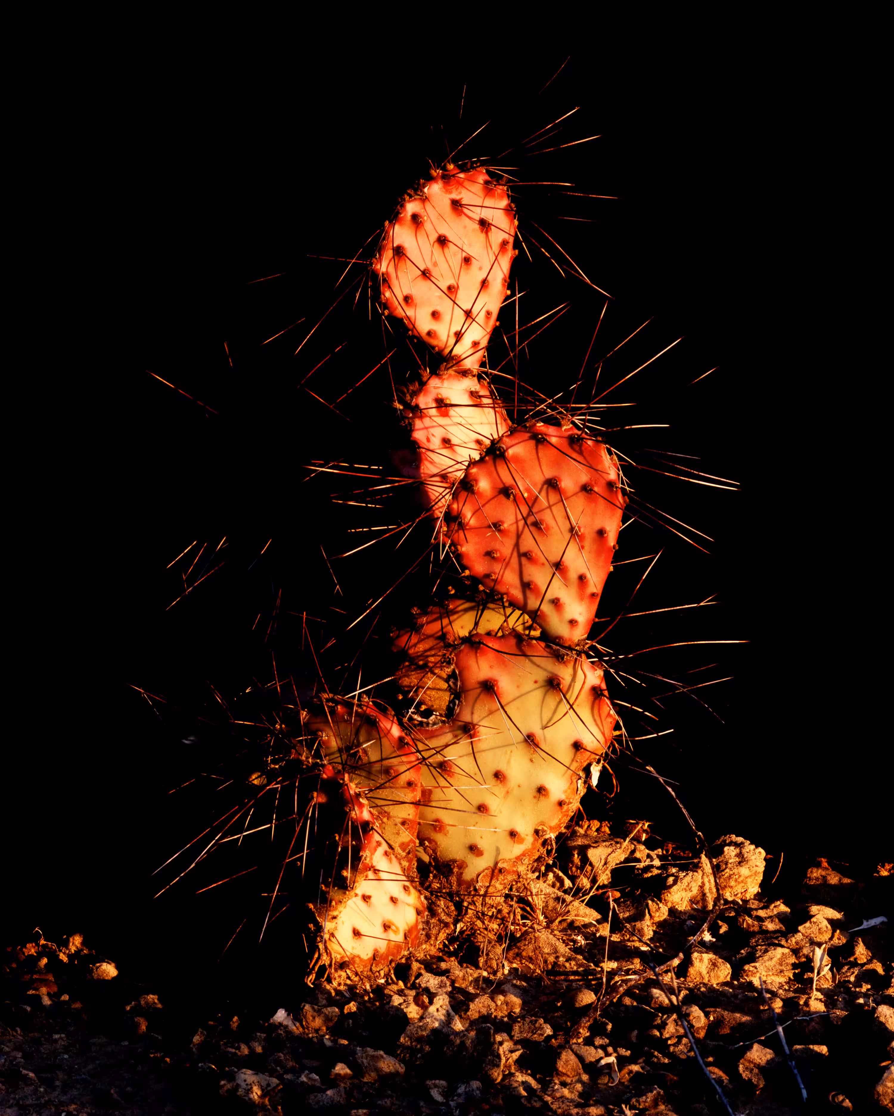 Purple Cactus, Terlingua, Tx, 2009