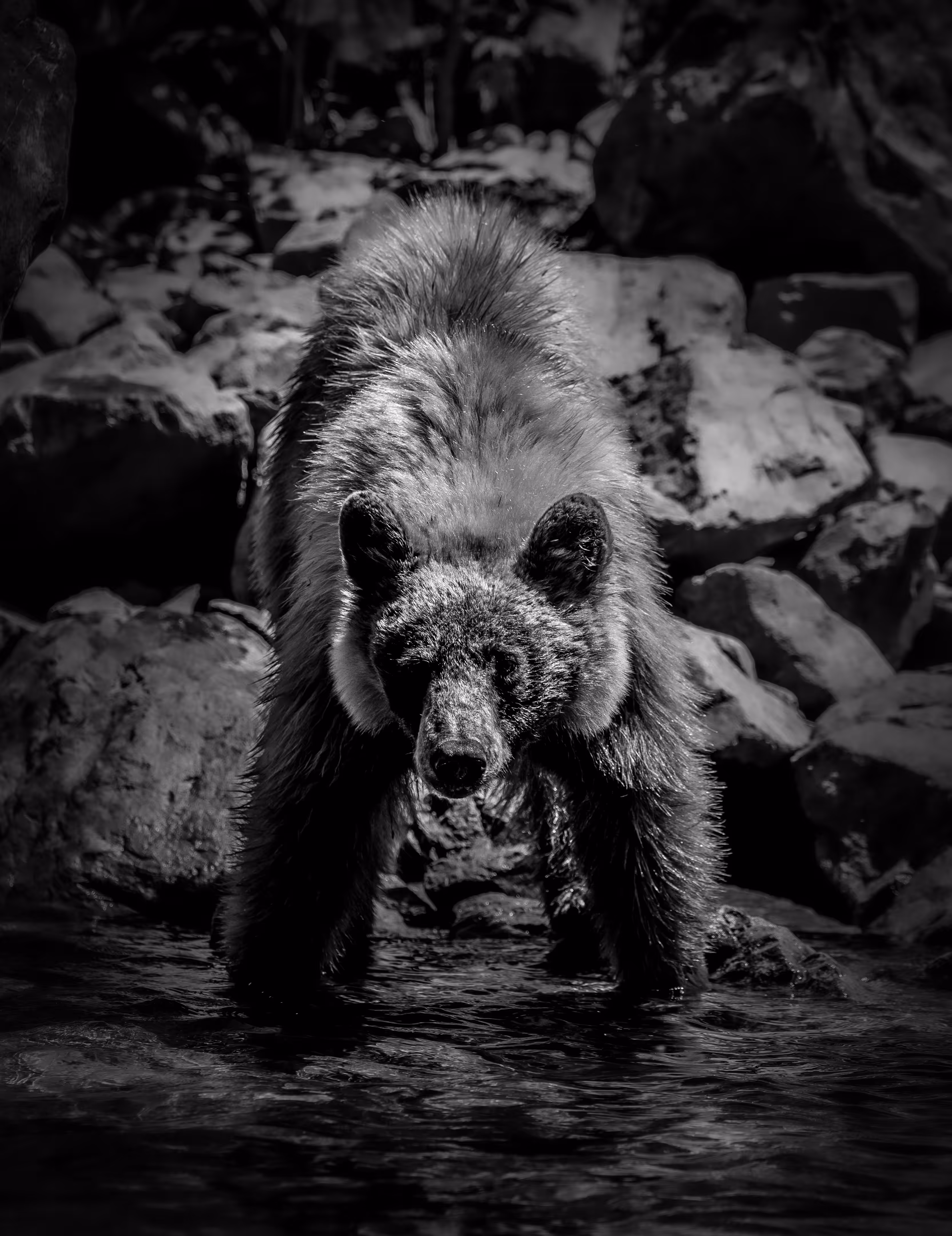 Black Bear Portrait