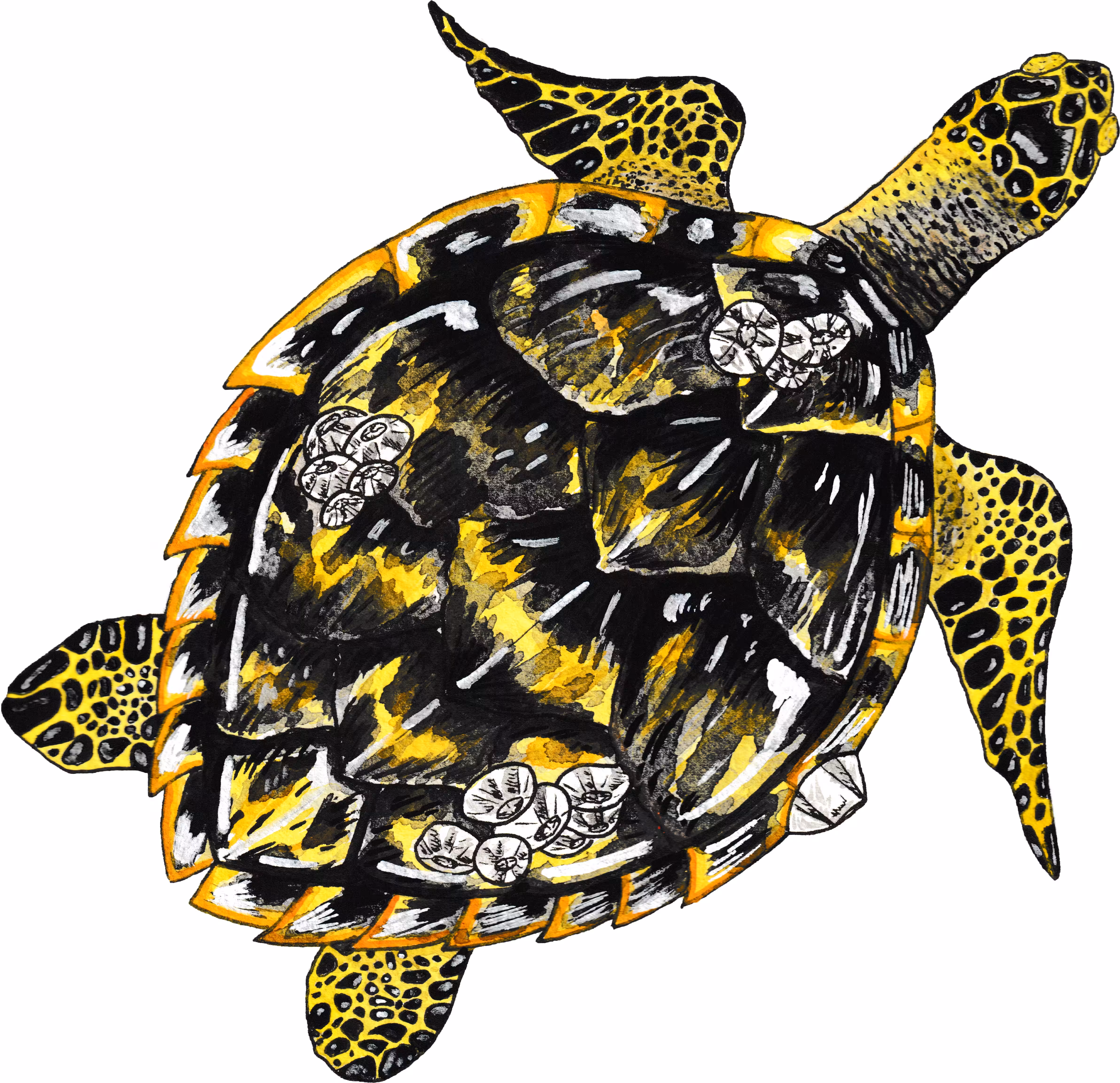 Hawksbill sea turtle