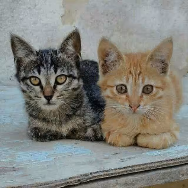 animal: Double Trouble