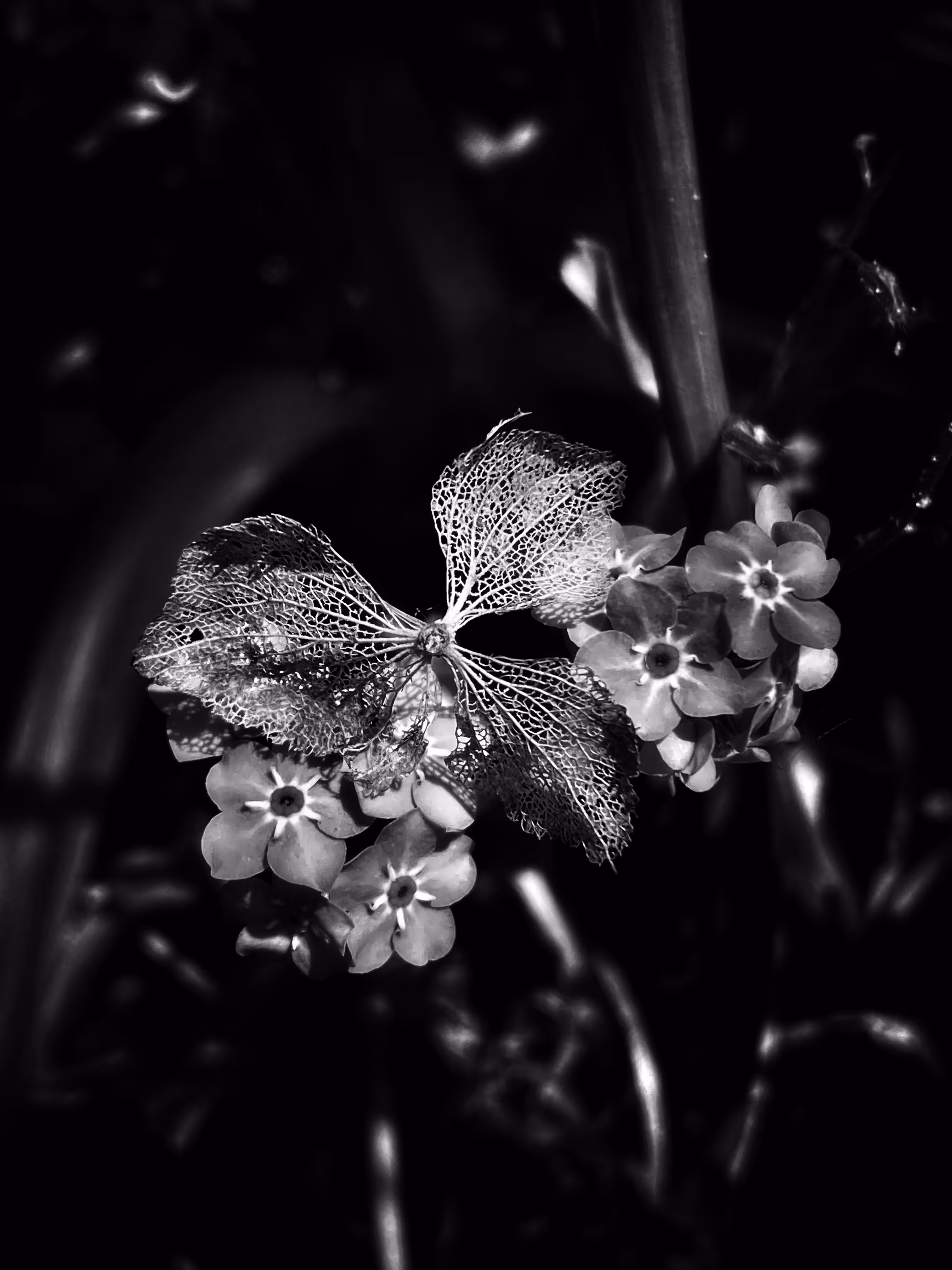Bloom & Bones: Forget-Me-Not B&W