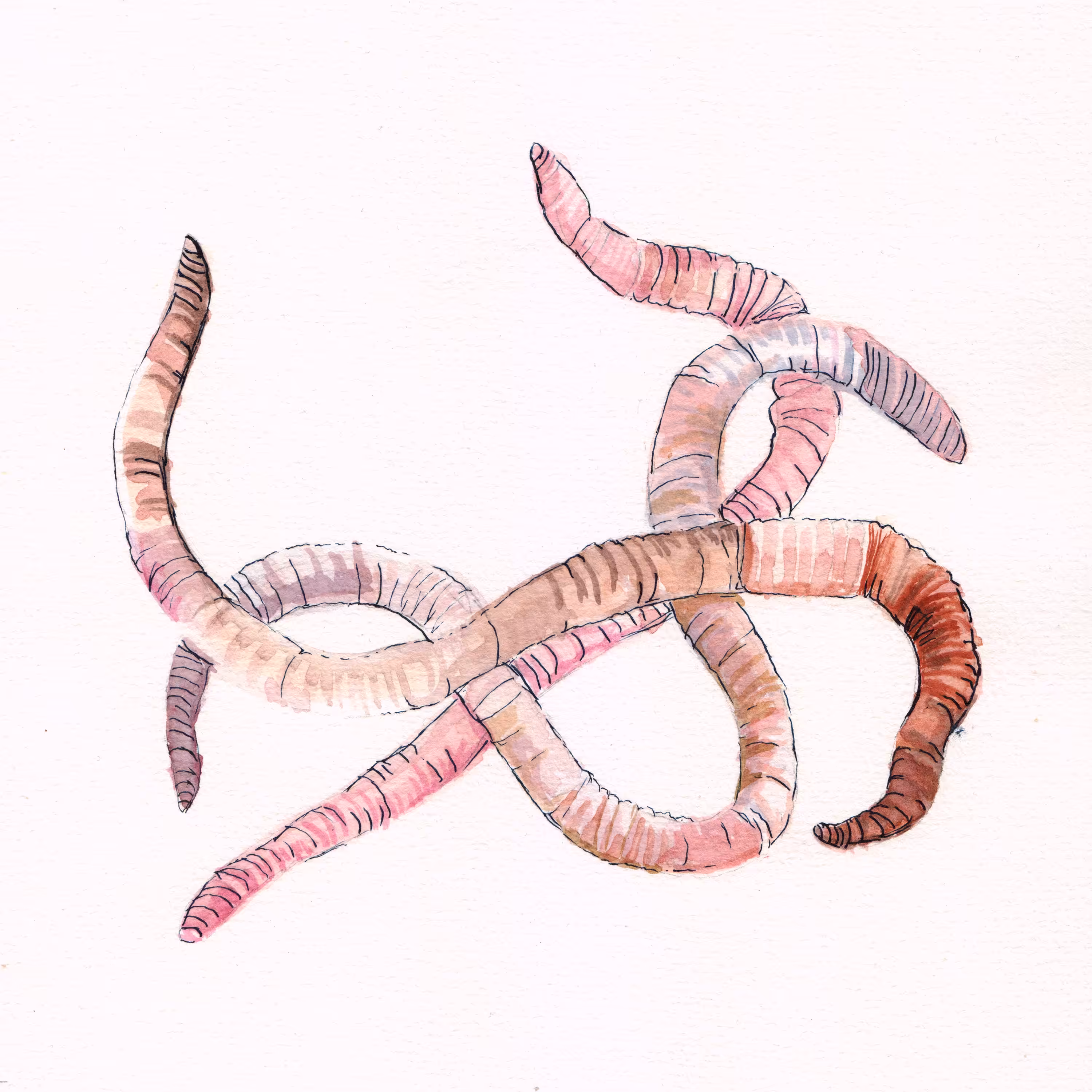 Earthworm