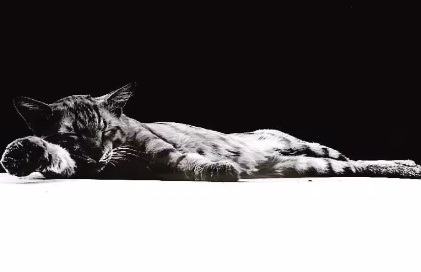 Cat #1