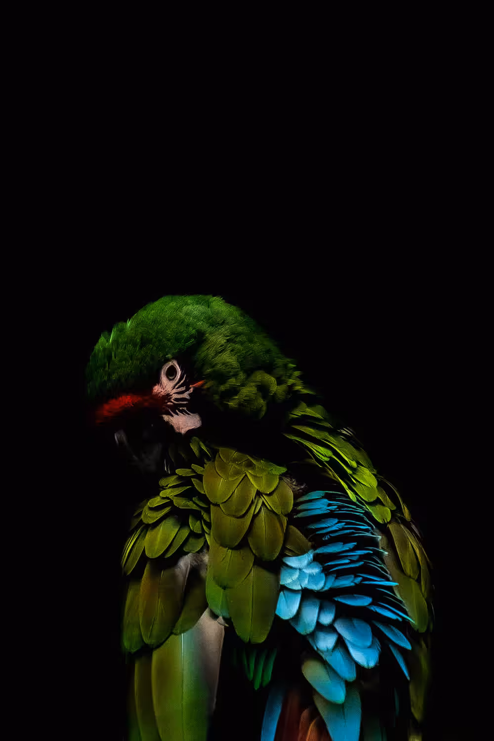 Parrot Portrait