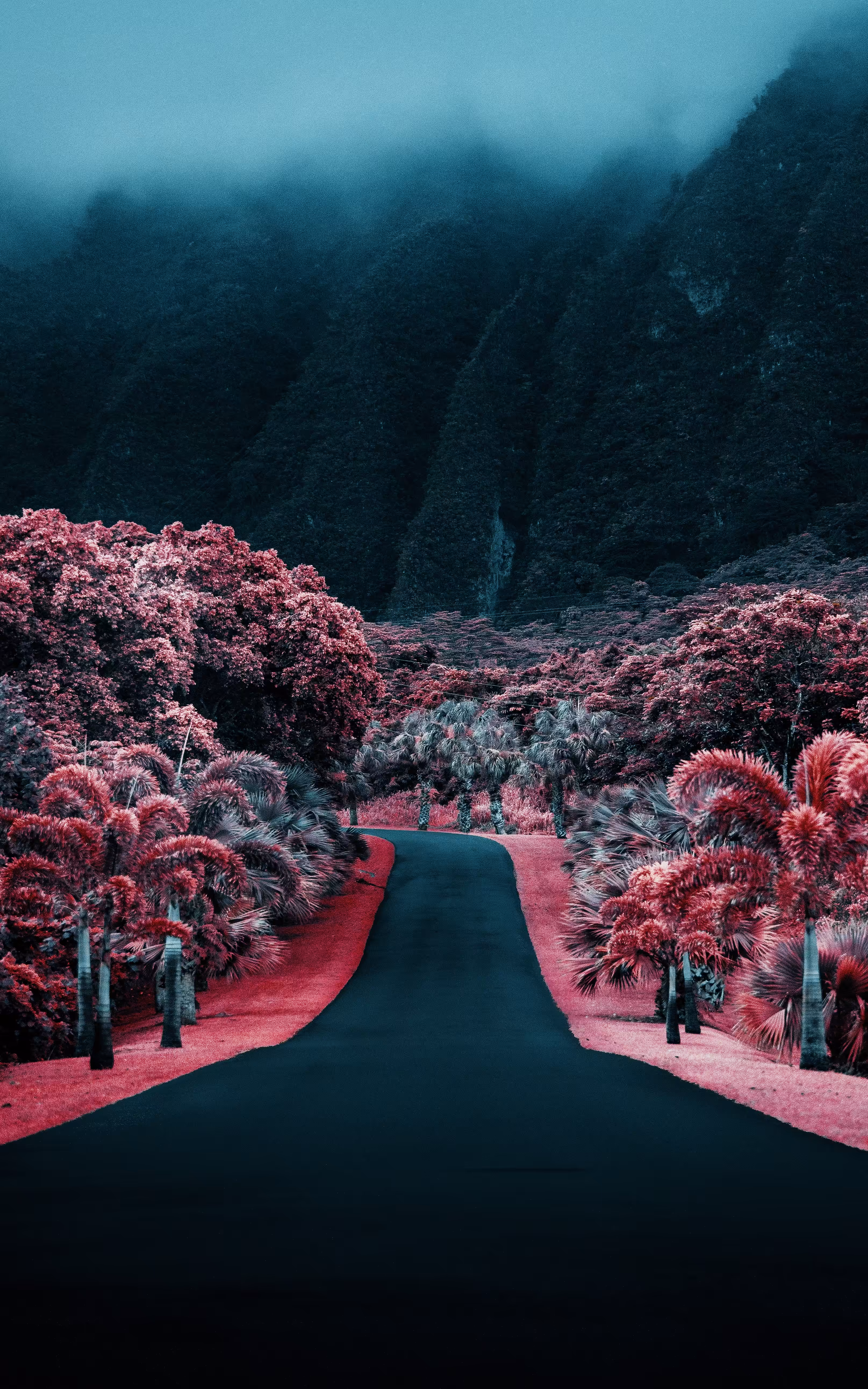 Oahu Road by Cath Simard in Infrared