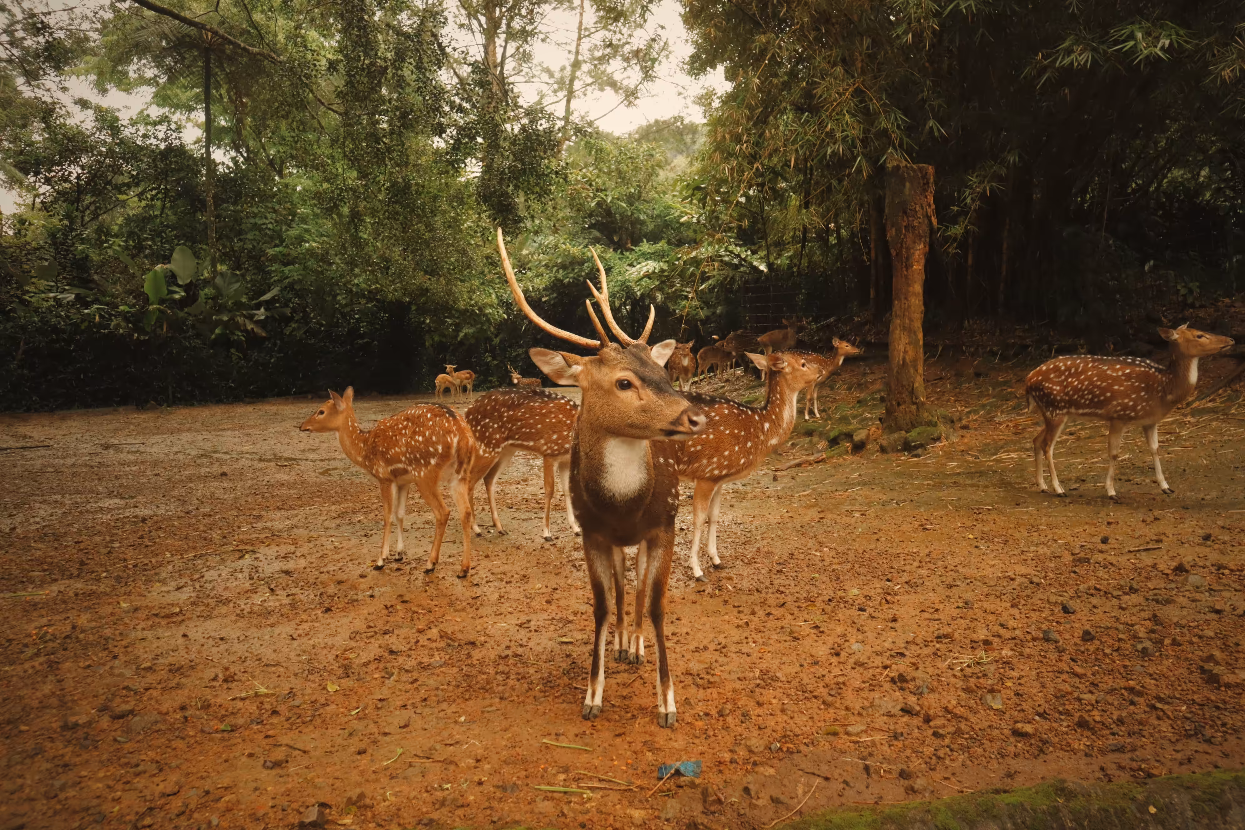 A Staring Stag