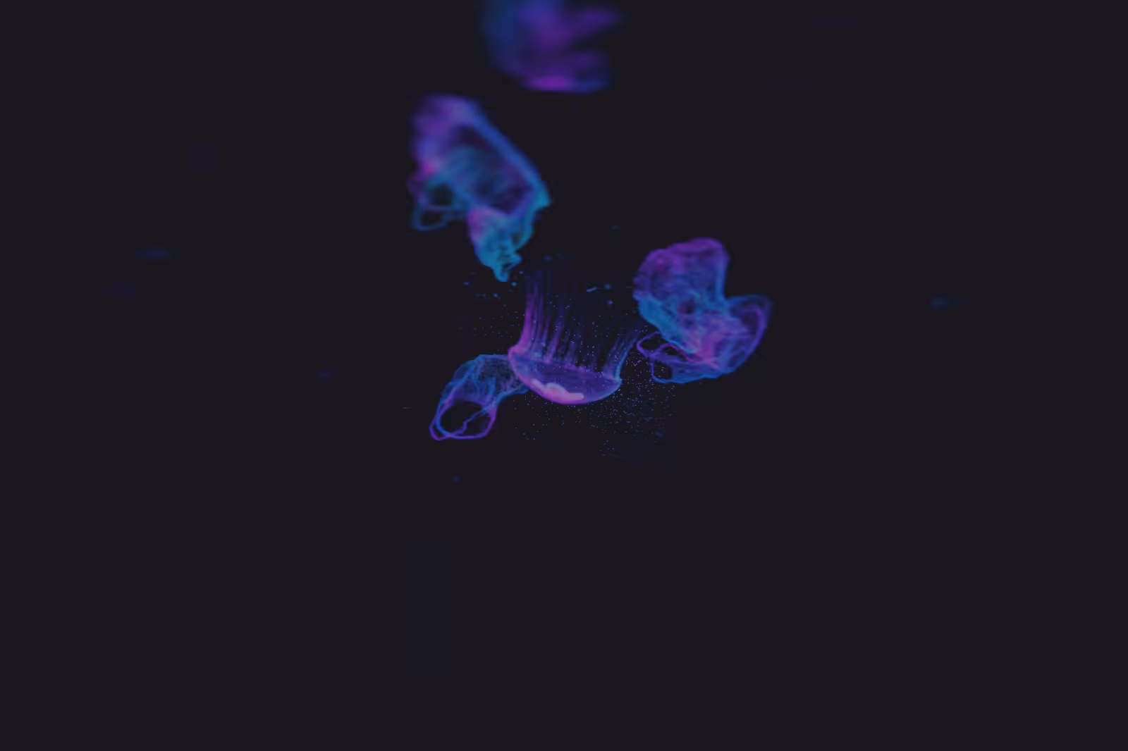 Turtle Vision #36