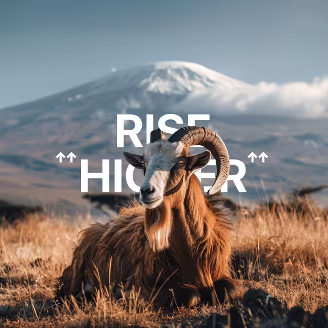 Rise Higher ↑ 
