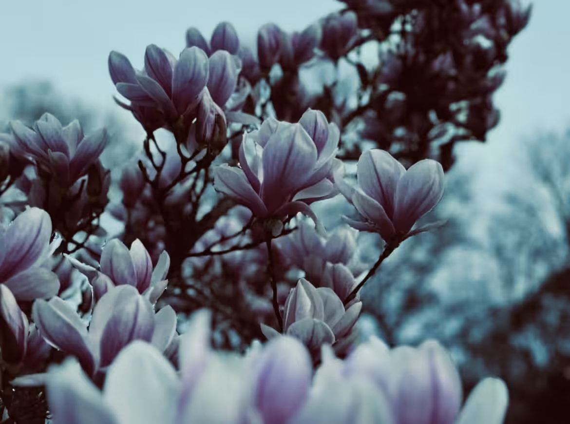 My travelogue ⛰️: Ice flower