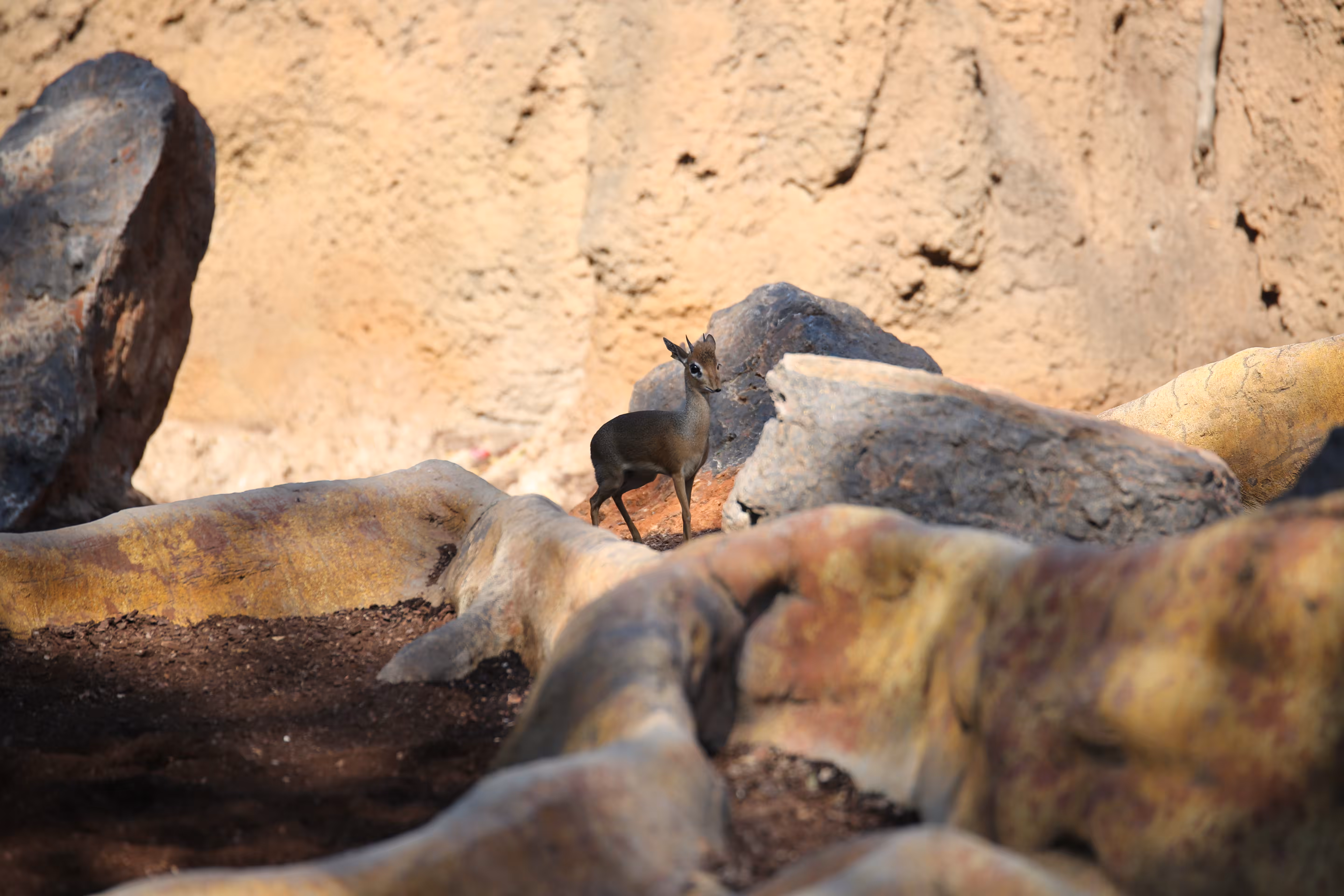 Dik-dik antelope