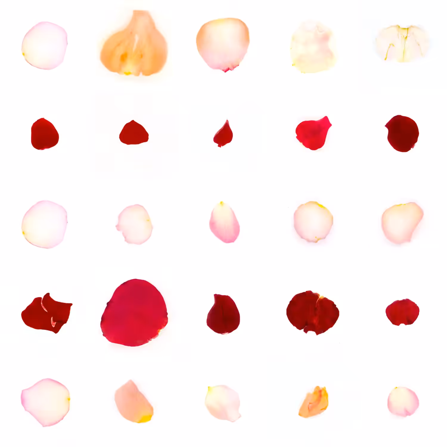 Infinite Petals 5x5#20231