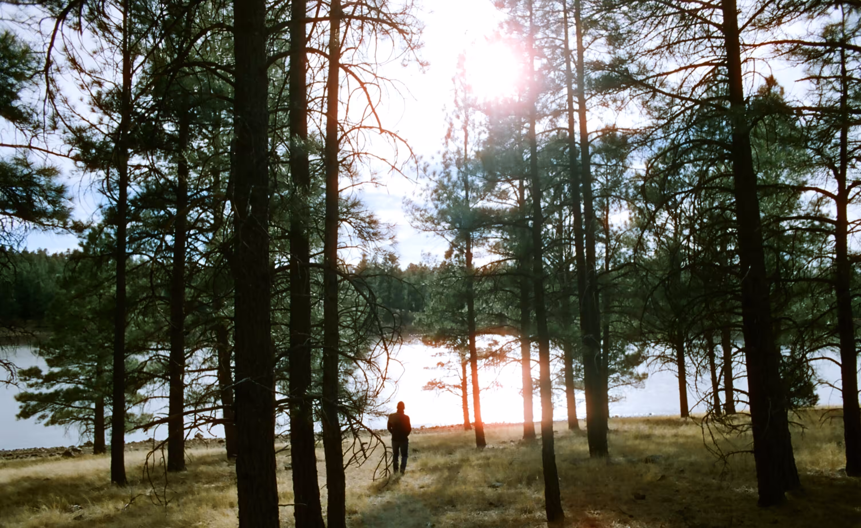 Into the Forest