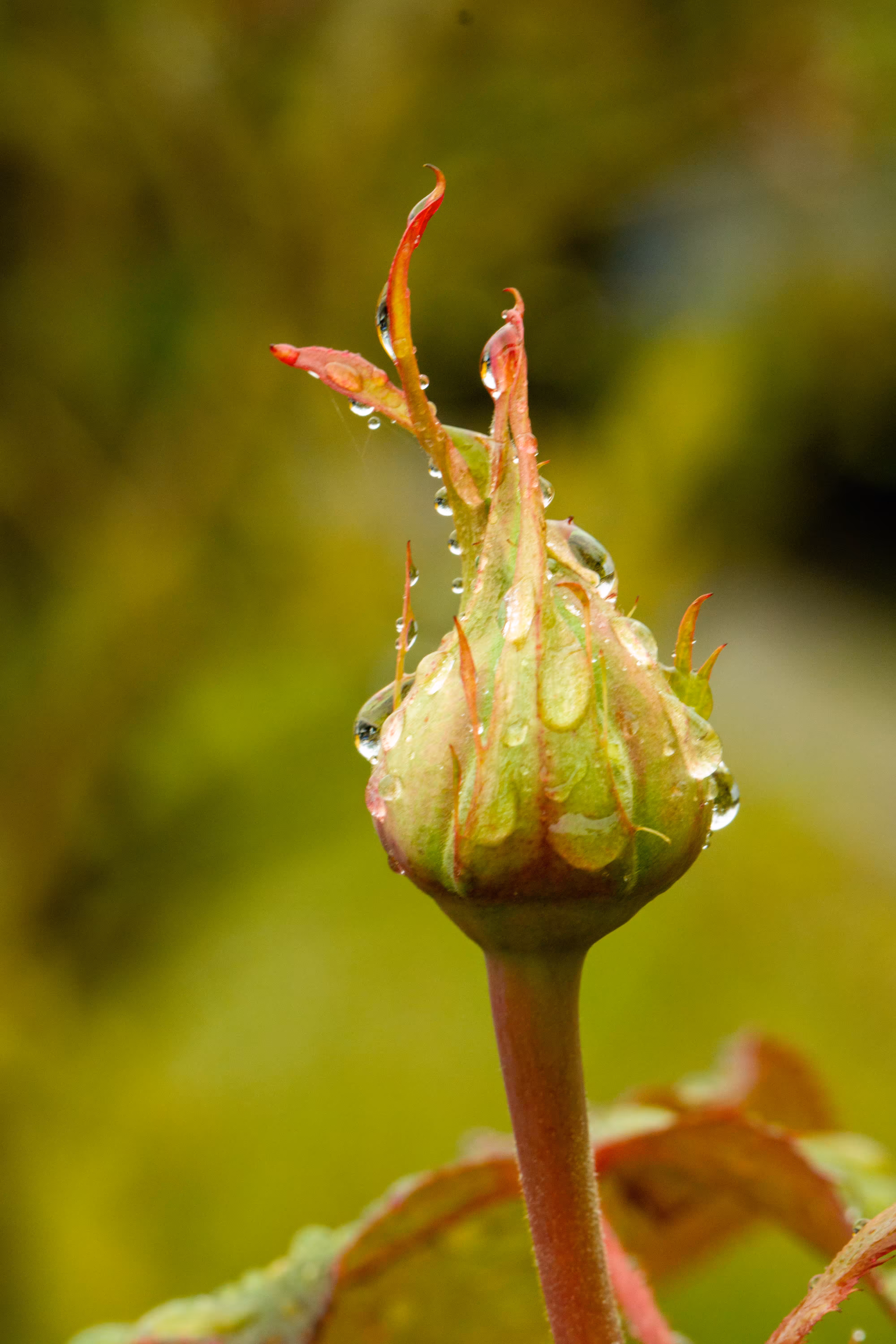 After The Rain