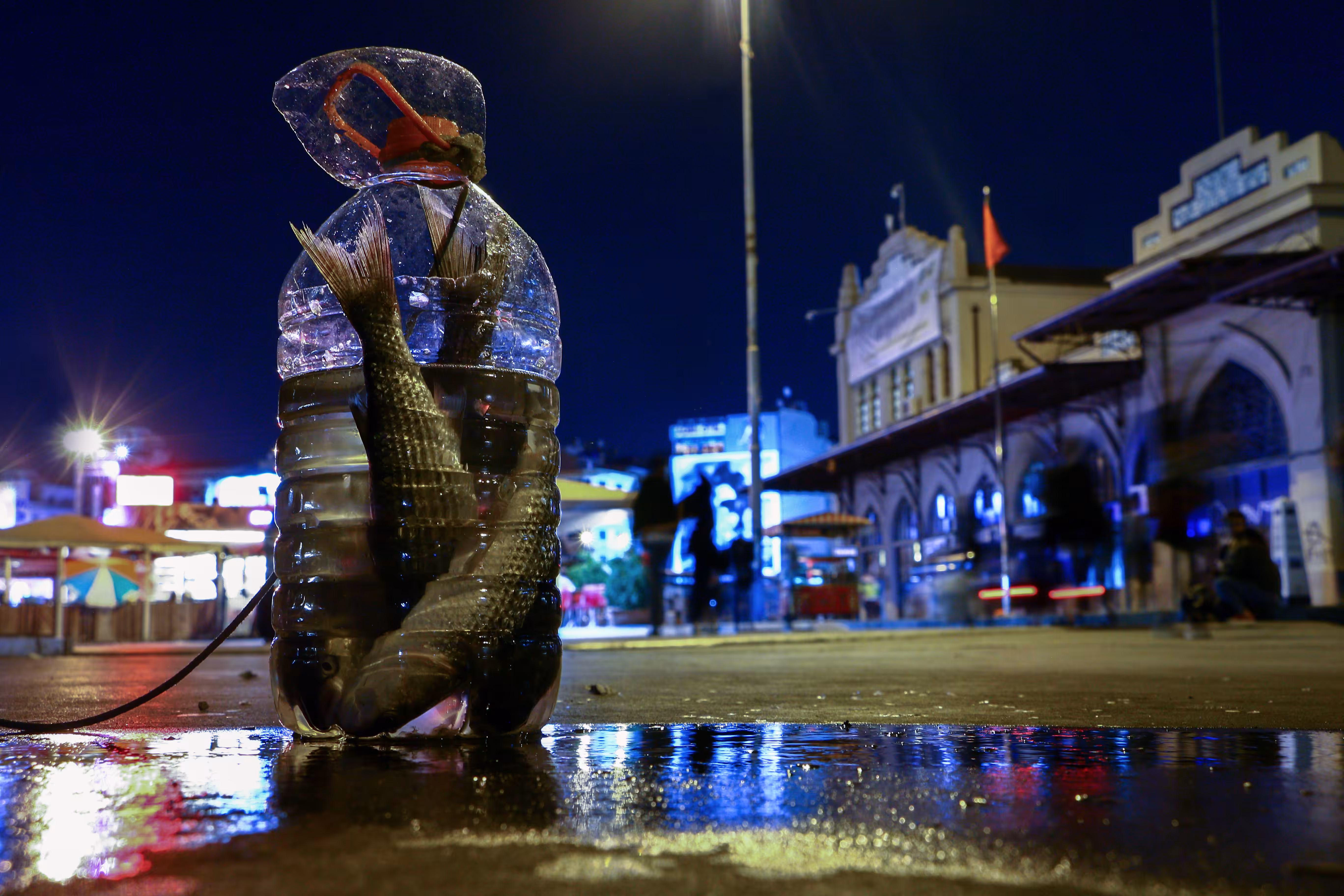 Fish in Bottle