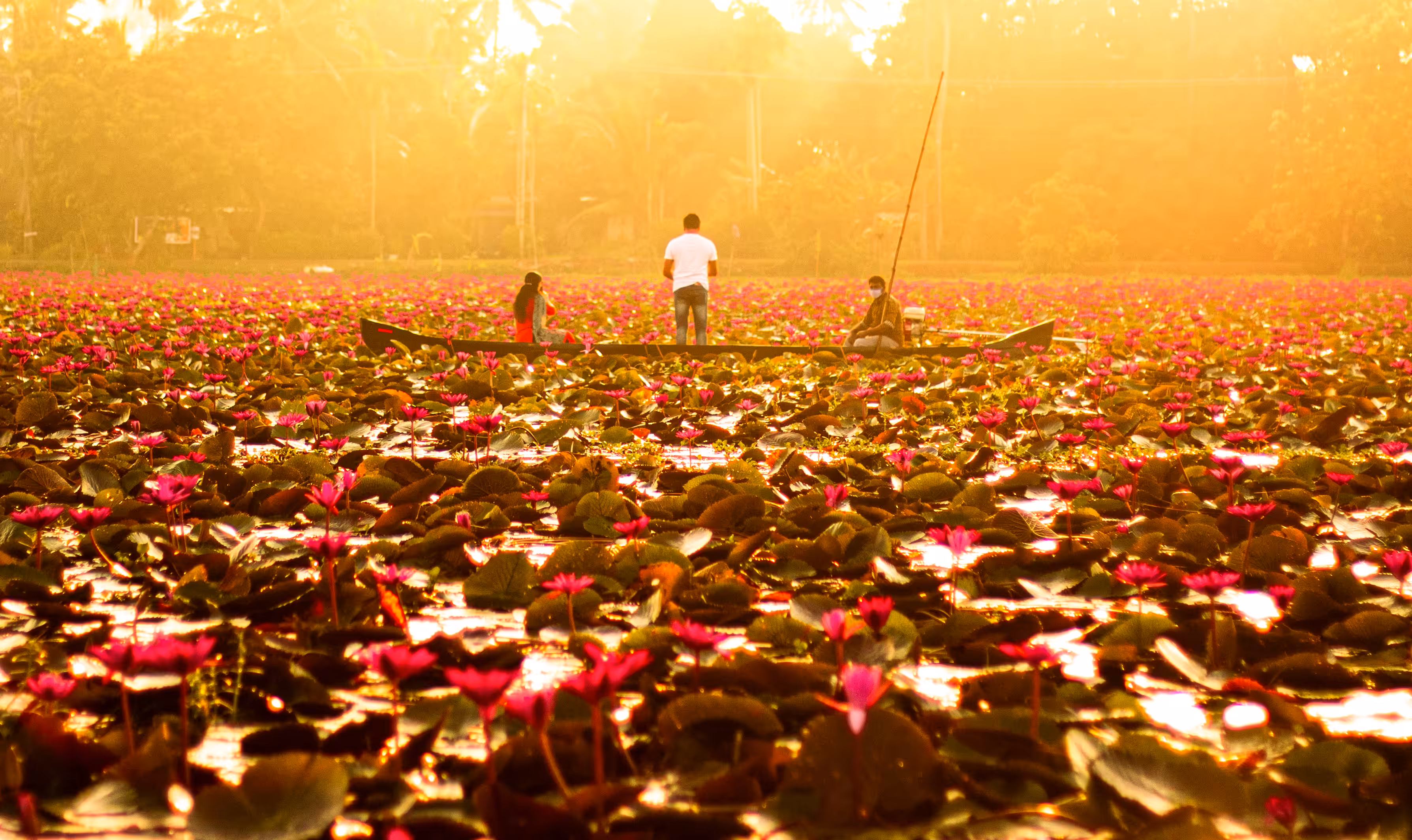 Festival of Water Lilies