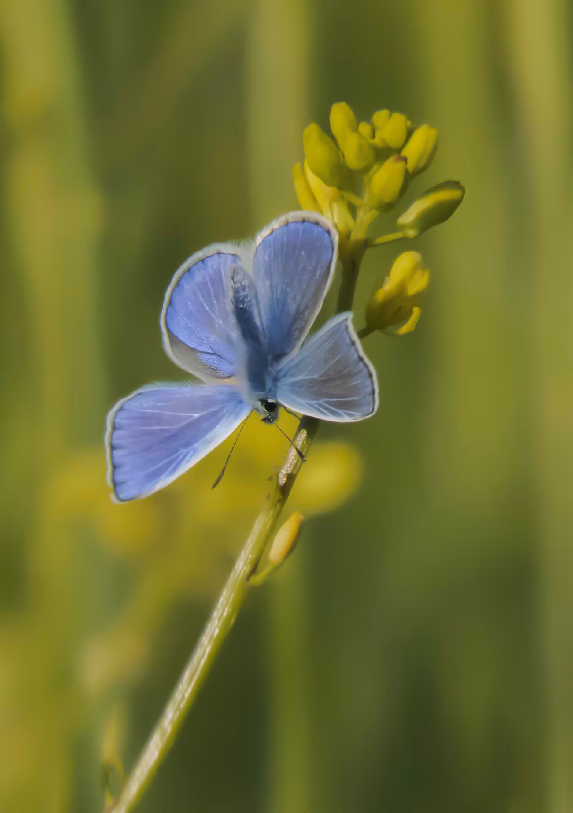 A blue butterfly