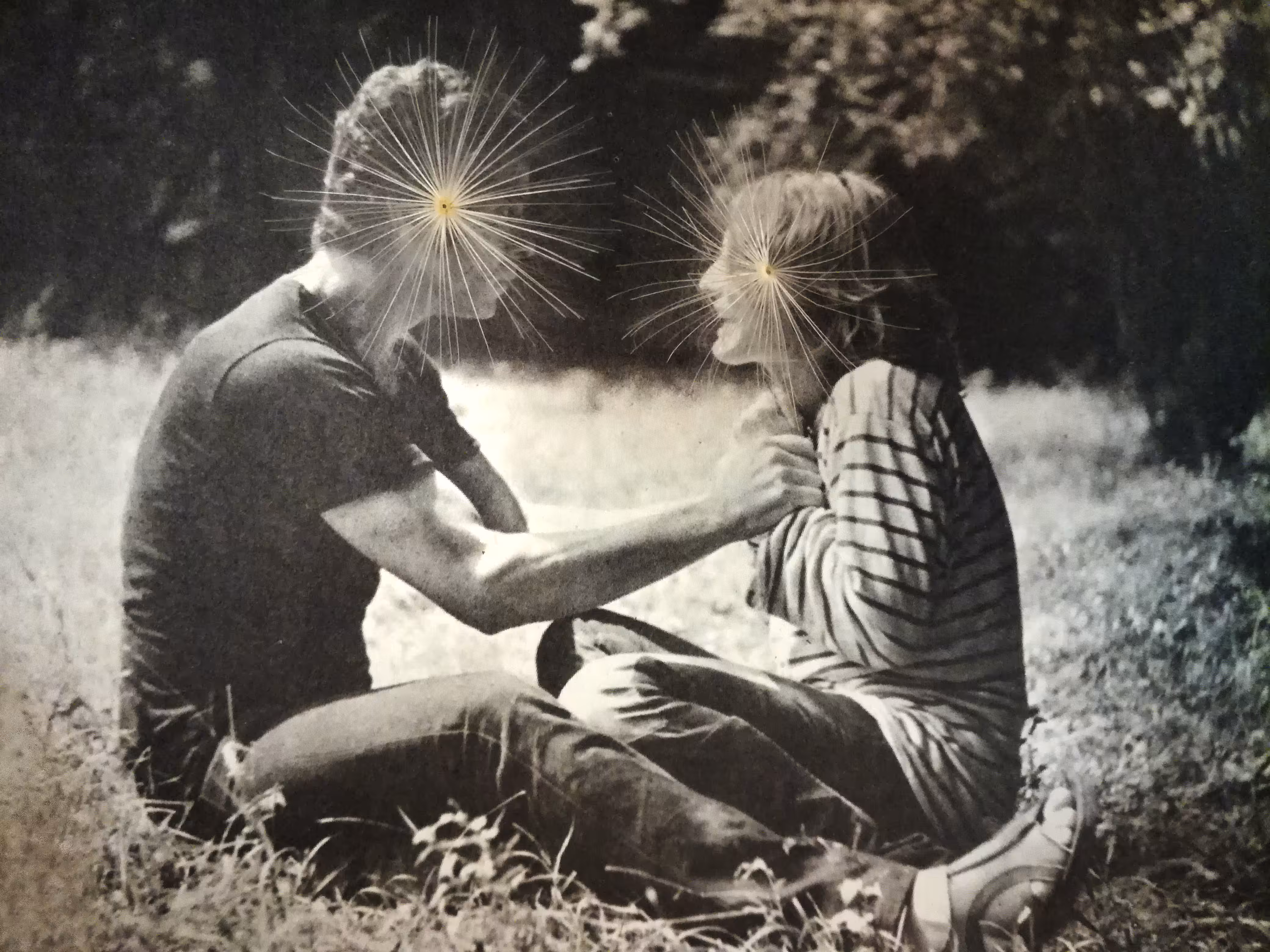 behind Dandelions
